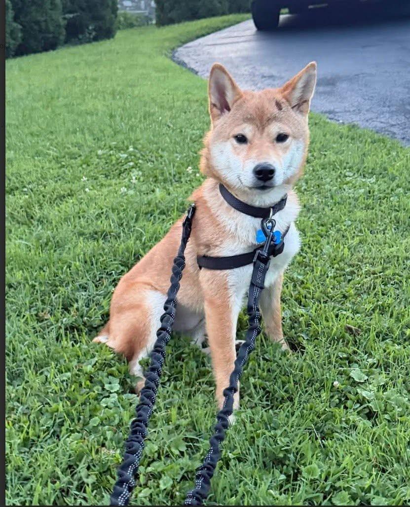 Enlarge kiki, a ADOPTABLE Shiba Inu in Toms River, NJ image 4/6
