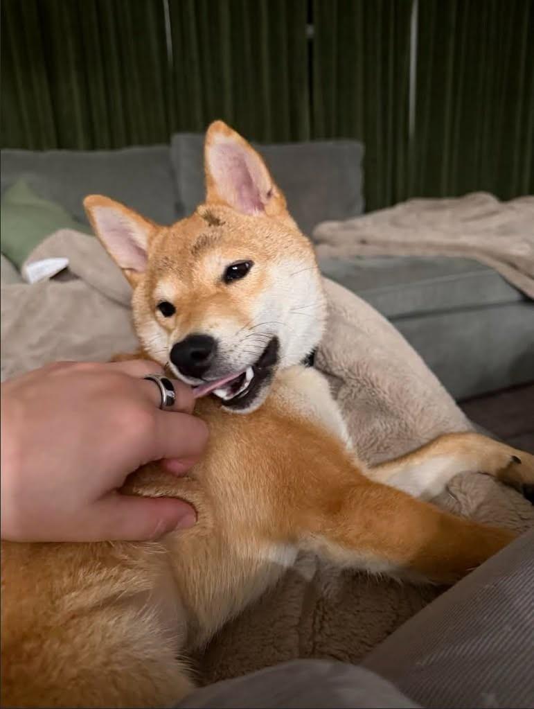 Enlarge kiki, a ADOPTABLE Shiba Inu in Toms River, NJ image 5/6