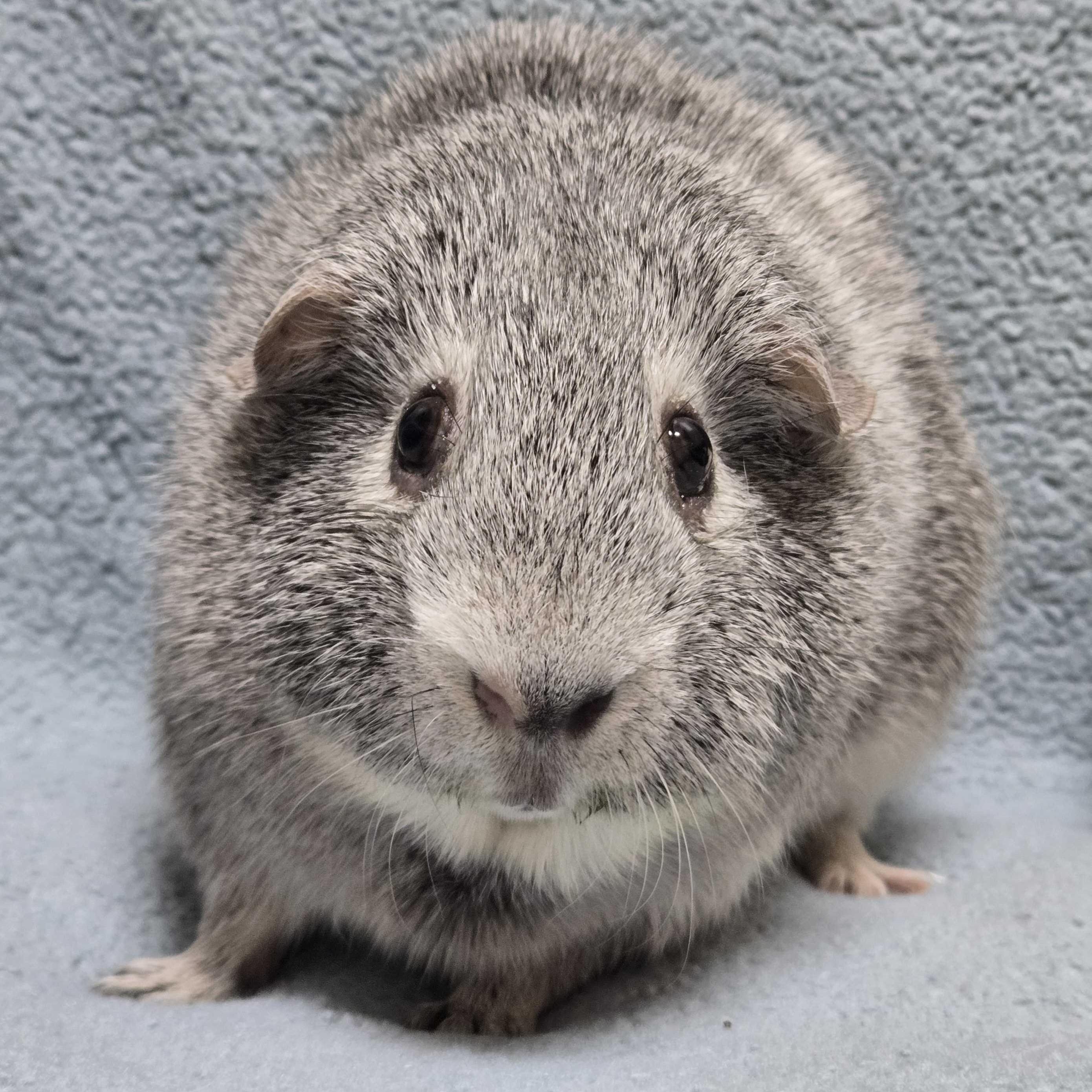 Enlarge Beignet, a Adoptable mixed breed in Jefferson, WI image 2/2