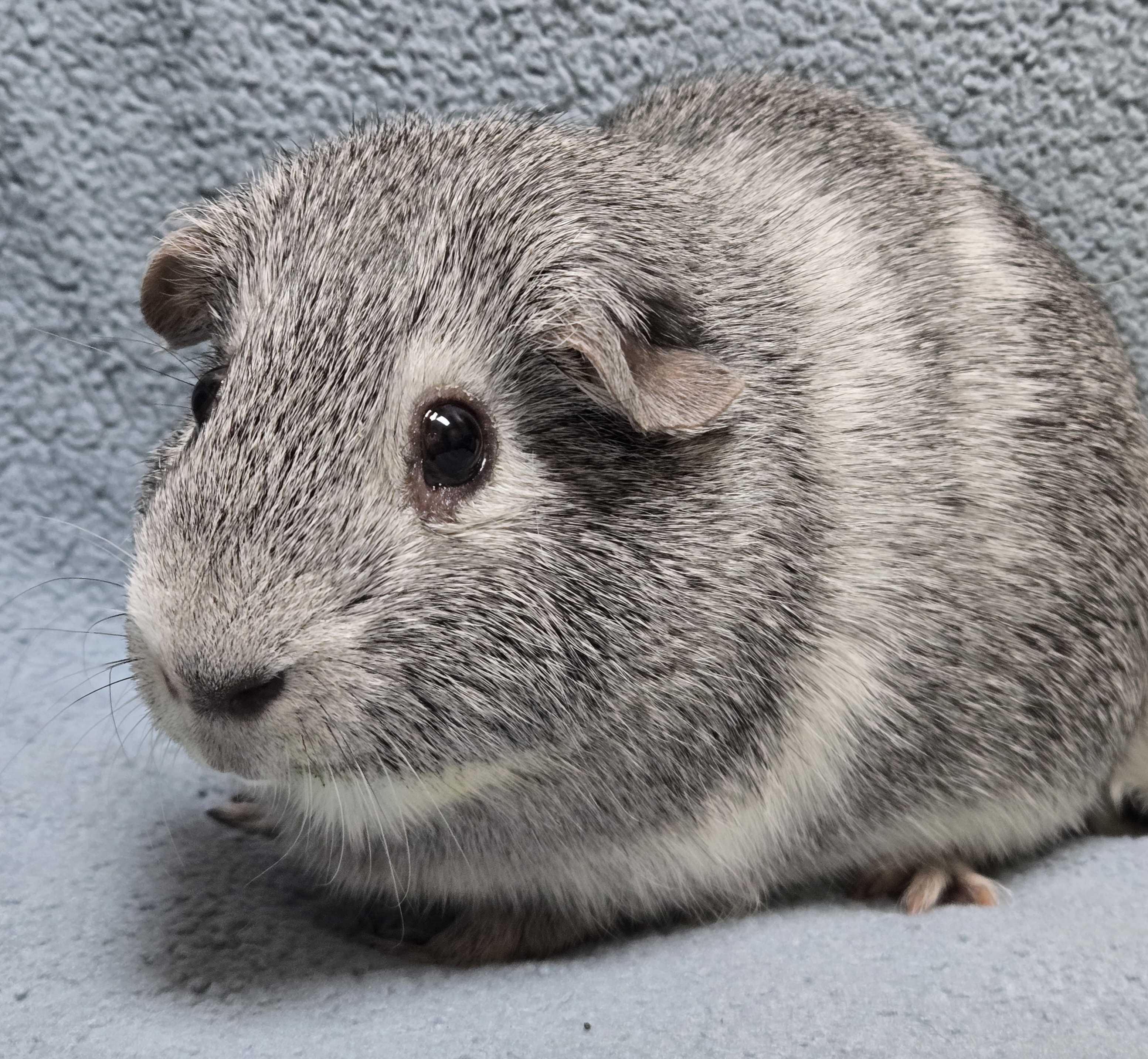 Enlarge Beignet, a Adoptable mixed breed in Jefferson, WI image 1/2