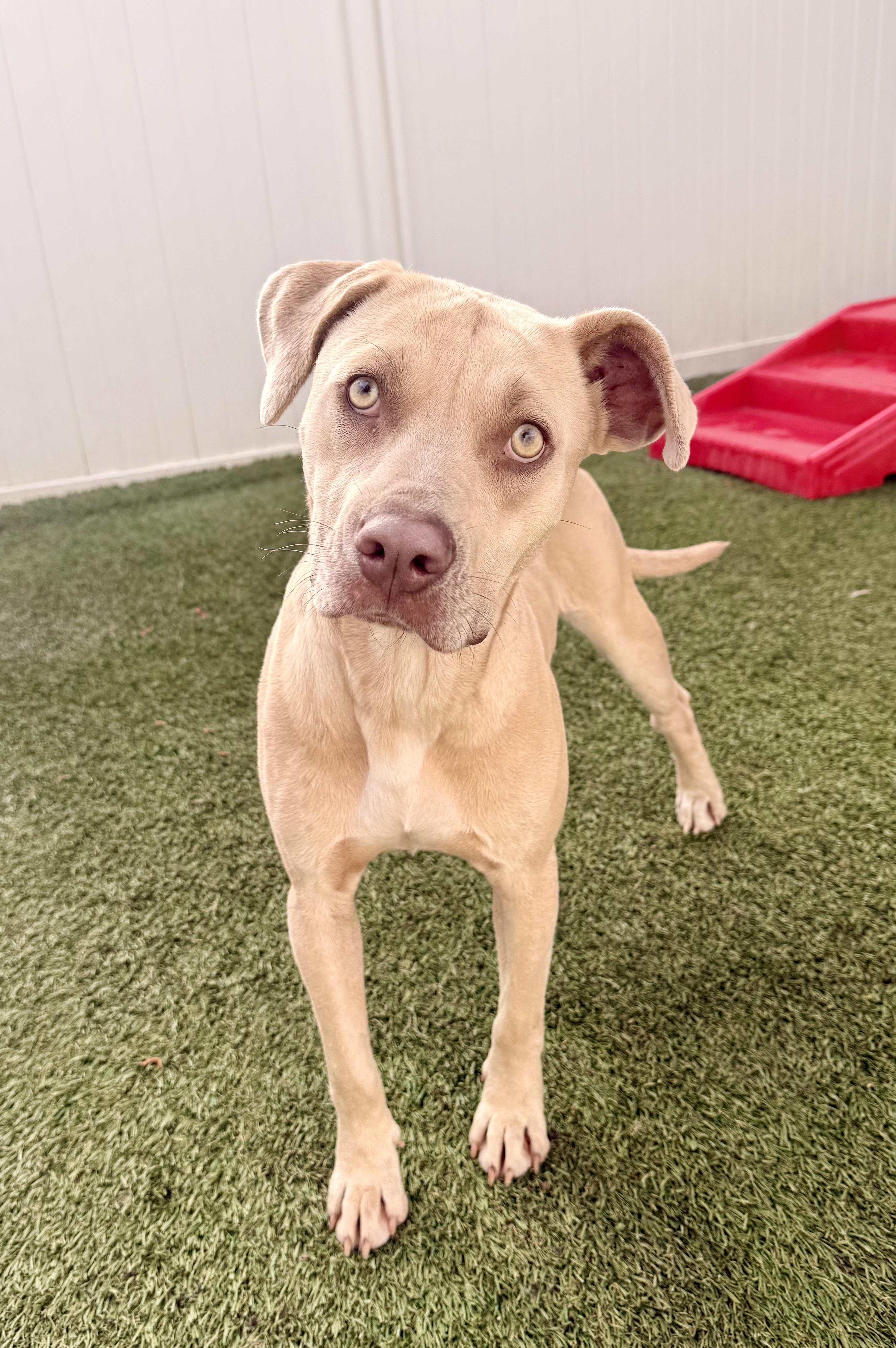 Enlarge Daisy Mae, a ADOPTABLE mixed breed in Baker, LA image 2/6