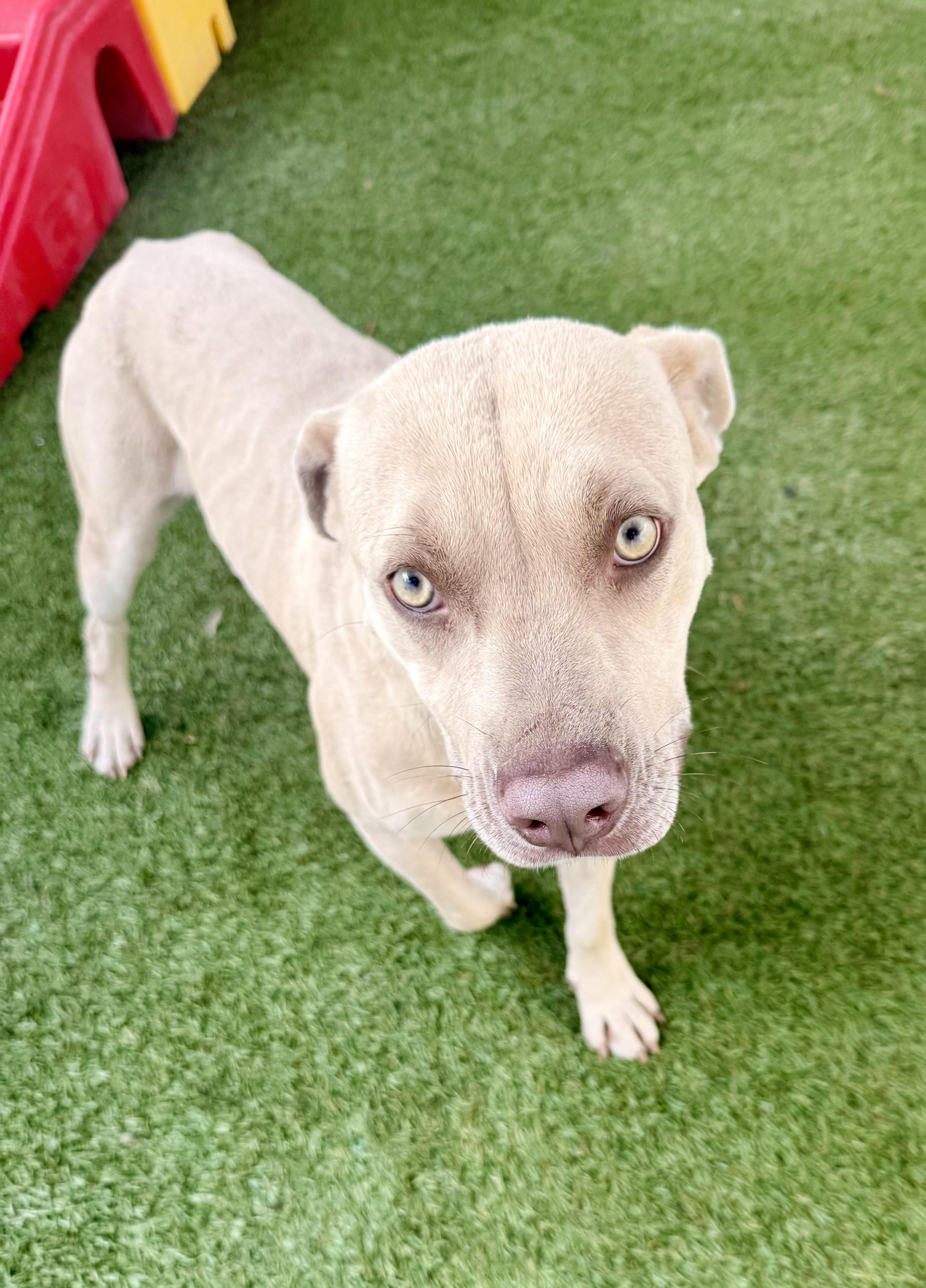 Enlarge Daisy Mae, a ADOPTABLE mixed breed in Baker, LA image 1/6