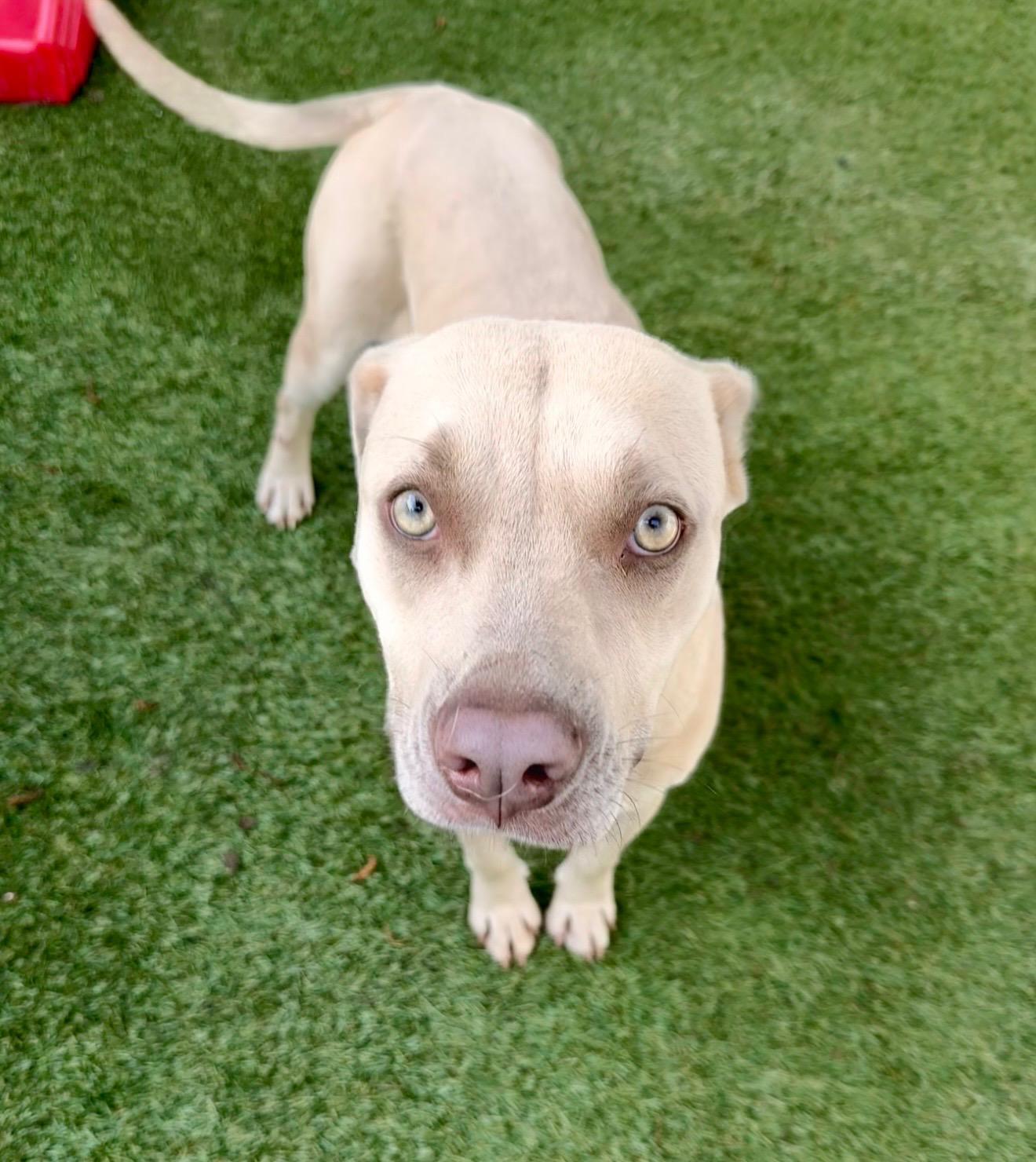 Enlarge Daisy Mae, a ADOPTABLE mixed breed in Baker, LA image 5/6