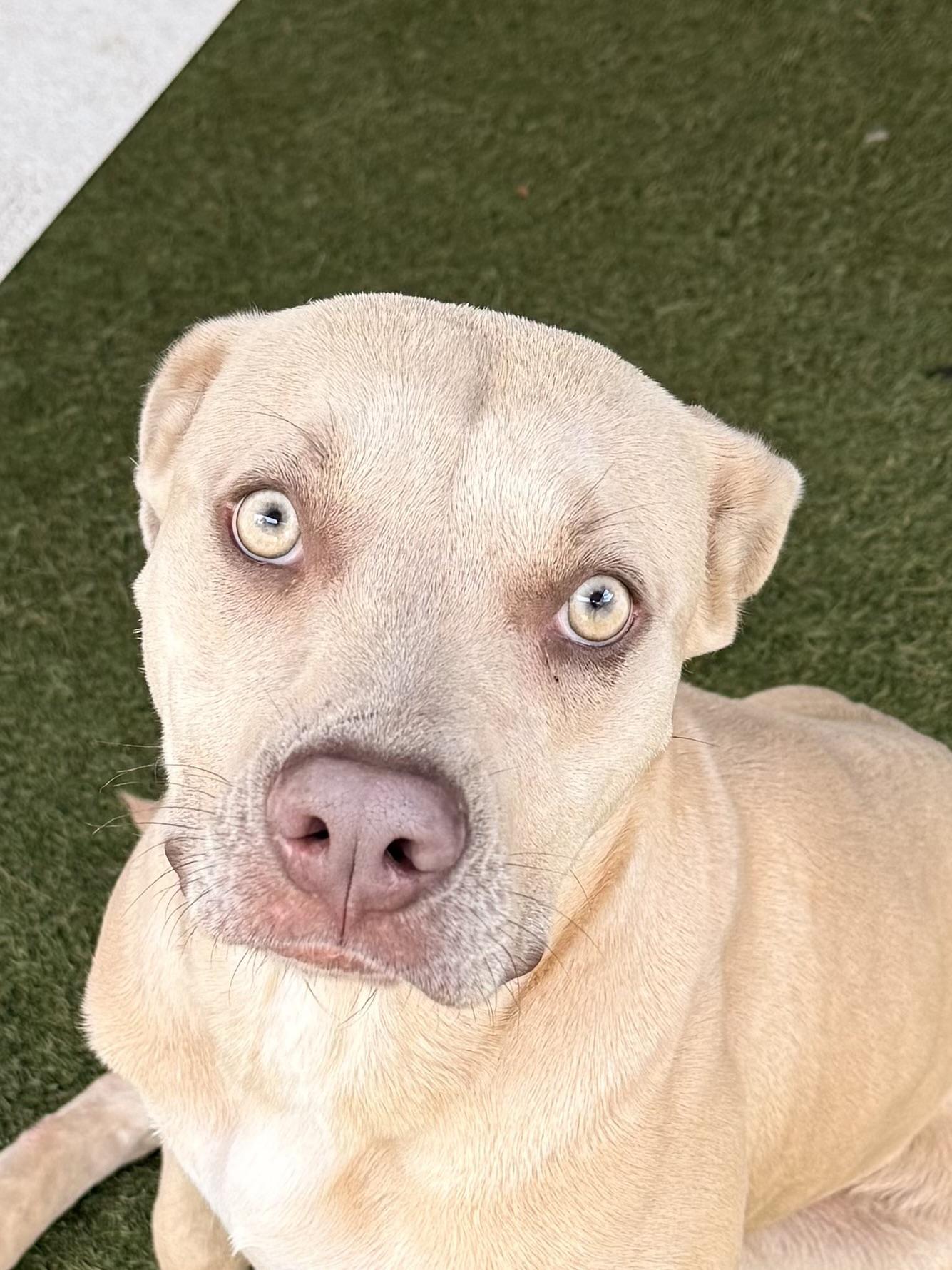 Enlarge Daisy Mae, a ADOPTABLE mixed breed in Baker, LA image 3/6