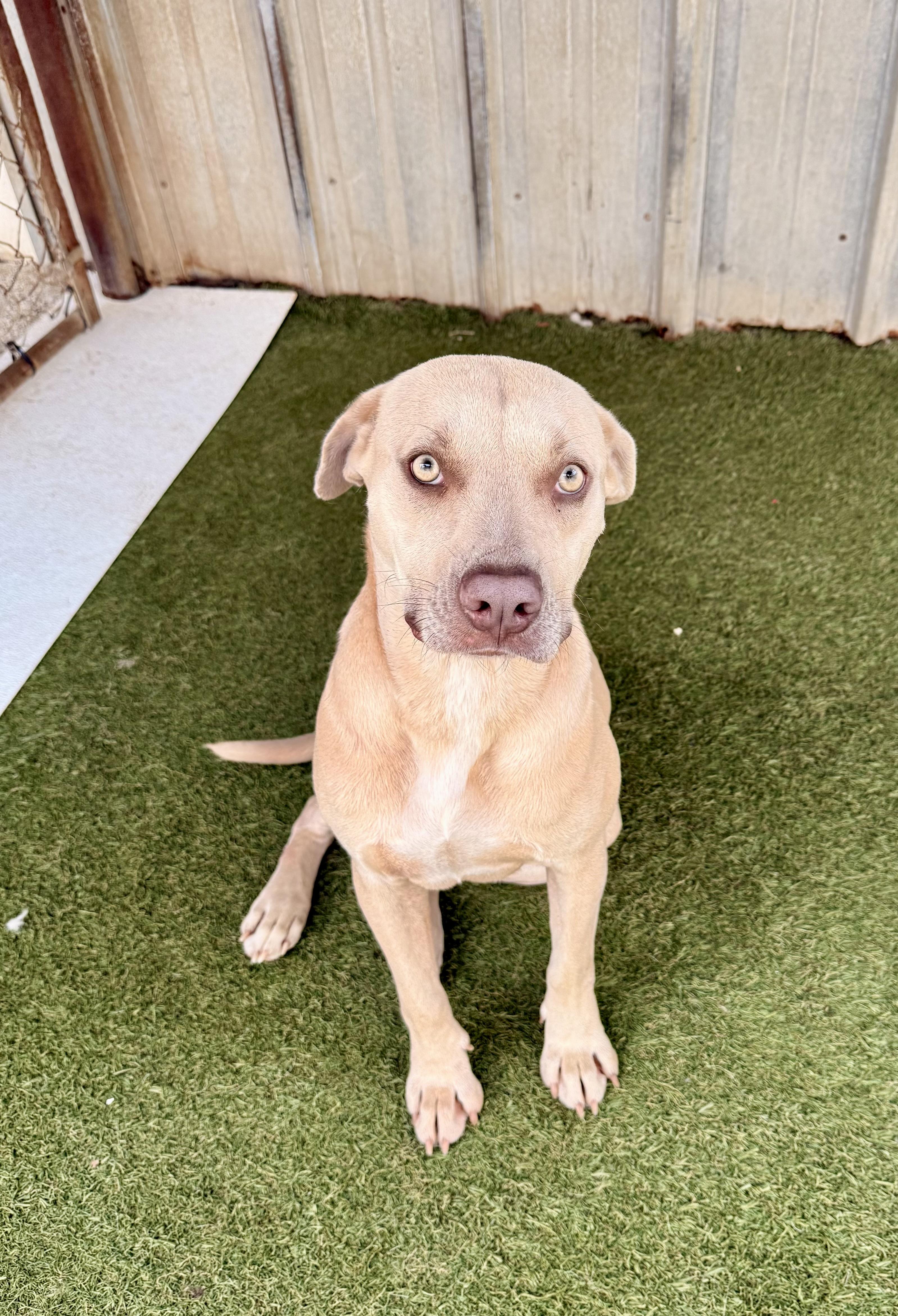 Enlarge Daisy Mae, a ADOPTABLE mixed breed in Baker, LA image 6/6