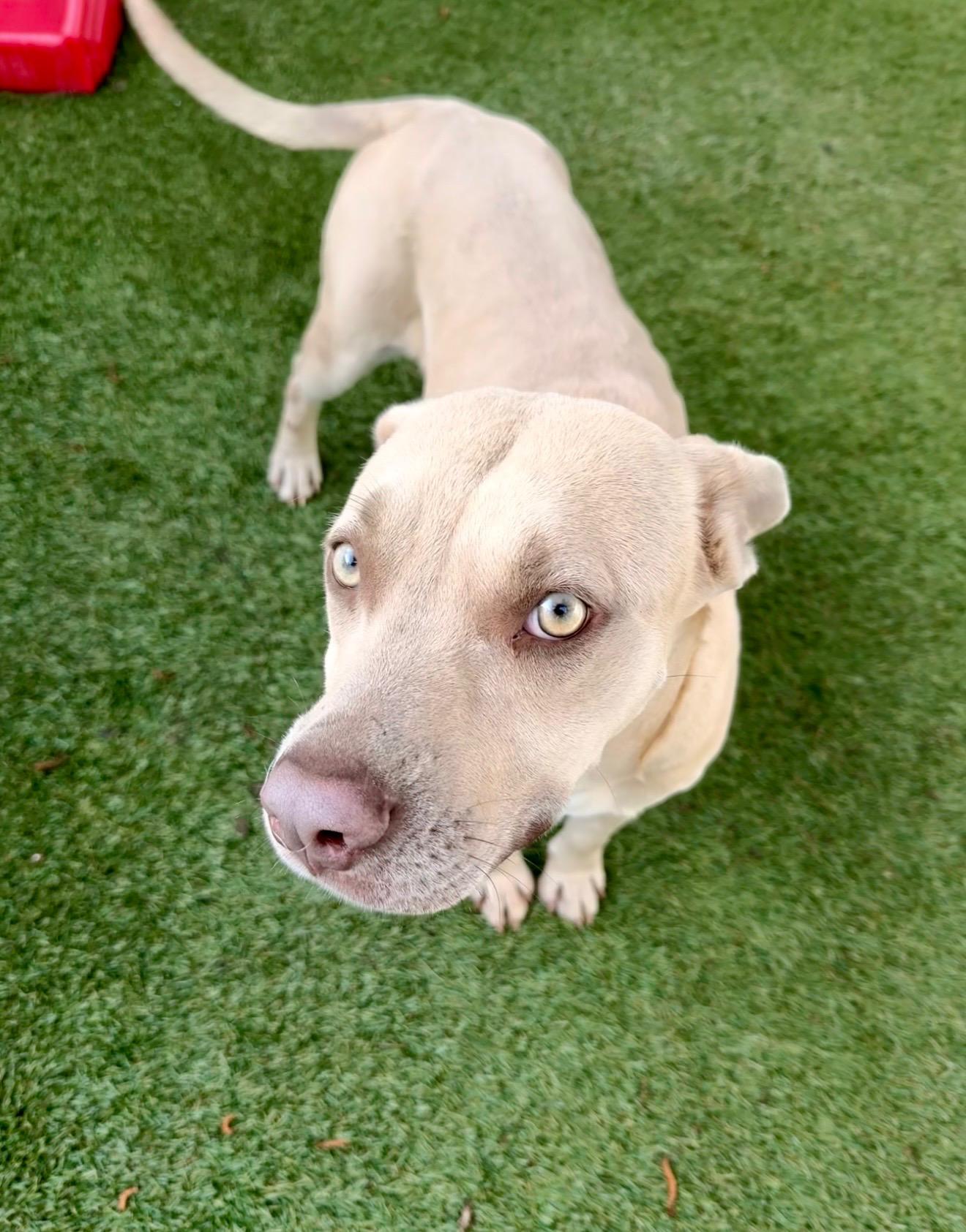 Enlarge Daisy Mae, a ADOPTABLE mixed breed in Baker, LA image 4/6