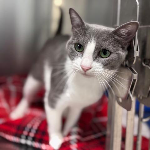 Enlarge Autumn (26-10056), a Adoptable Domestic Short Hair in Fort Smith, AR image 1/2