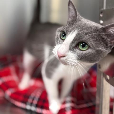 Enlarge Autumn (26-10056), a Adoptable Domestic Short Hair in Fort Smith, AR image 2/2