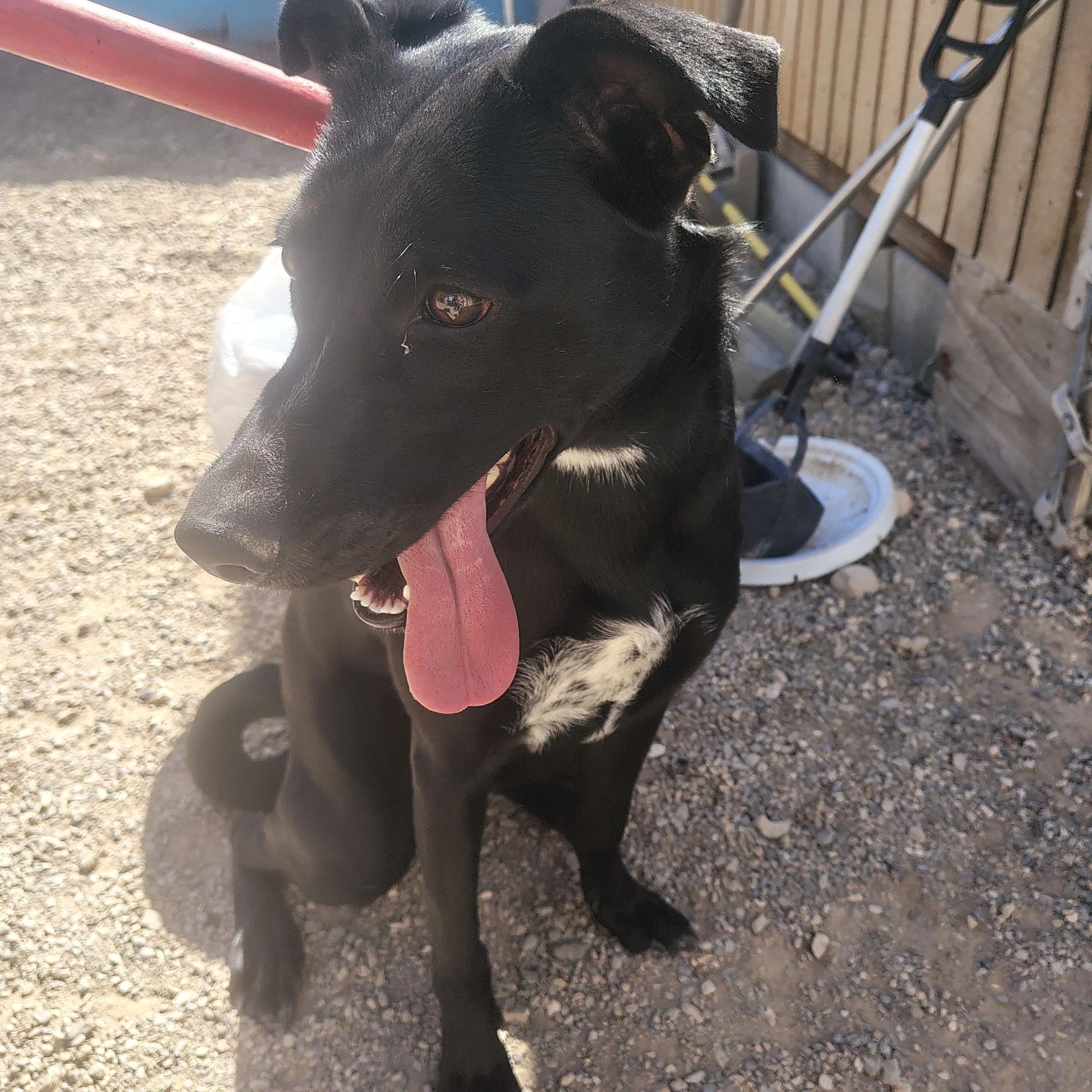 Enlarge Tina , a ADOPTABLE mixed breed in Parker, AZ image 1/1