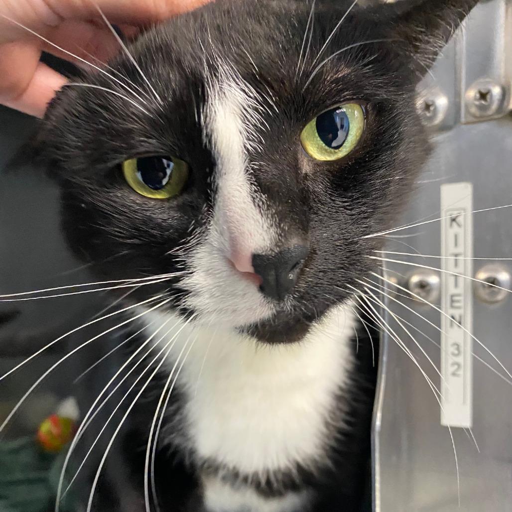 Liam, Adoptable, Adult Male Domestic Short Hair.