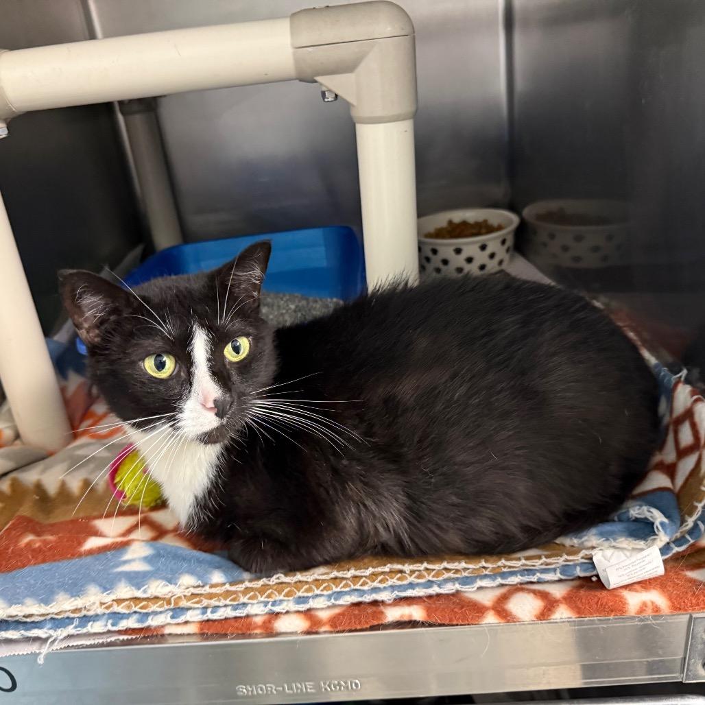 Enlarge Liam, a Adoptable Domestic Short Hair in Newport, NC image 2/6