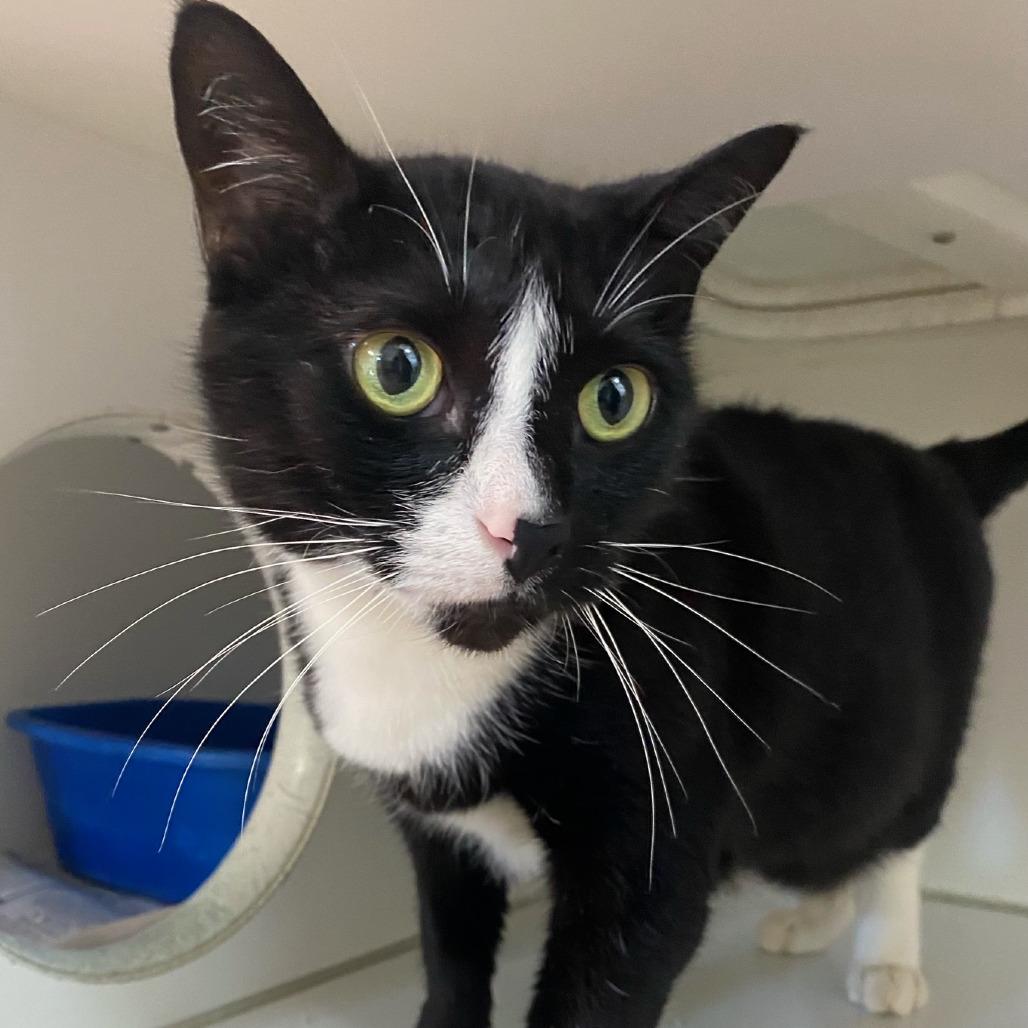 Enlarge Liam, a Adoptable Domestic Short Hair in Newport, NC image 3/6