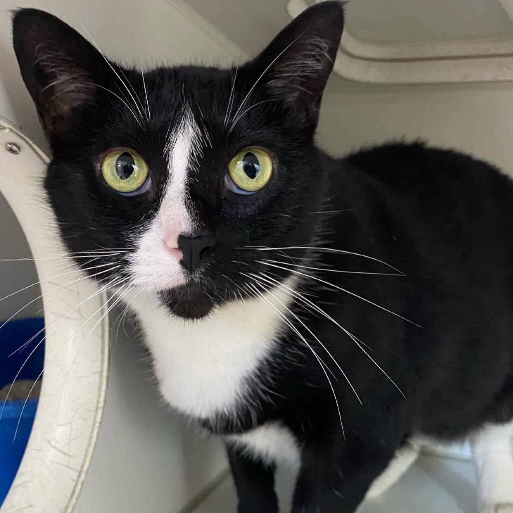 Enlarge Liam, a Adoptable Domestic Short Hair in Newport, NC image 4/6