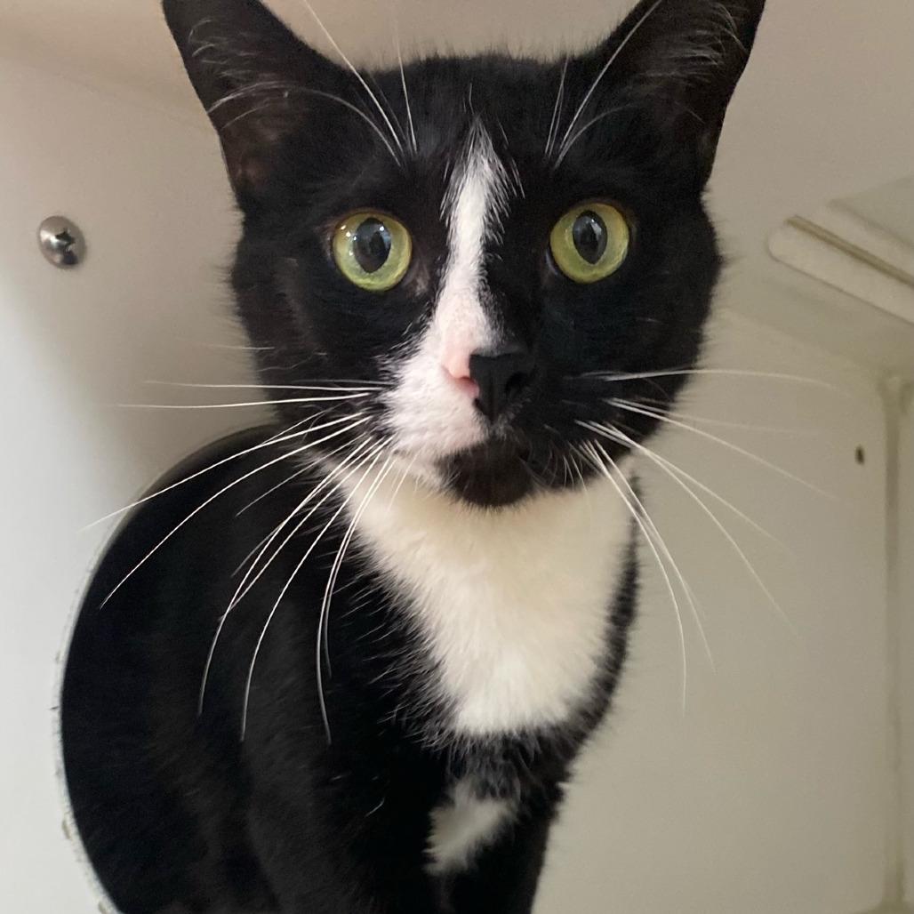 Liam, a Adoptable Domestic Short Hair in Newport, NC image 4/6