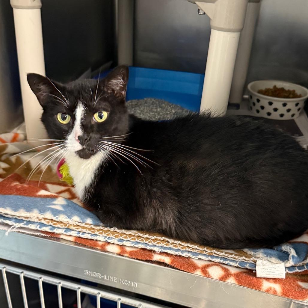 Enlarge Liam, a Adoptable Domestic Short Hair in Newport, NC image 5/6