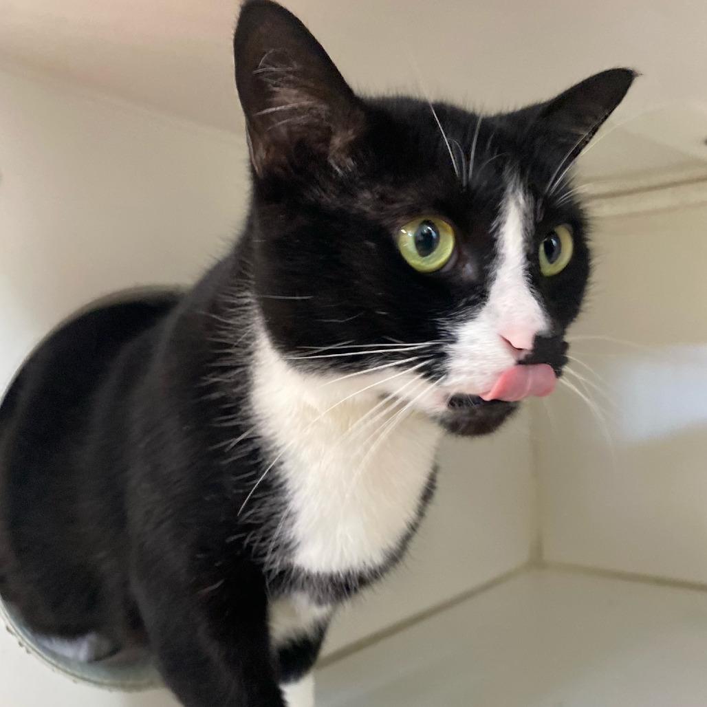 Enlarge Liam, a Adoptable Domestic Short Hair in Newport, NC image 6/6