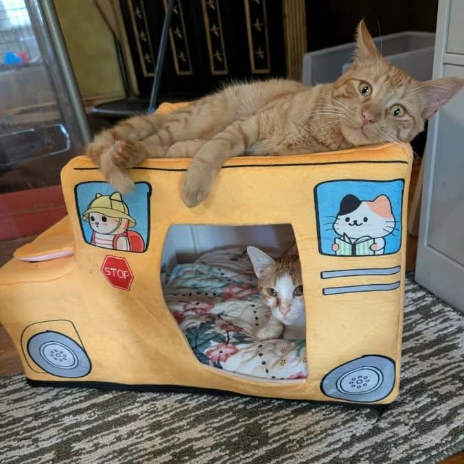 Enlarge Sweet Potato, a ADOPTABLE Domestic Short Hair in Mabank, TX image 2/4