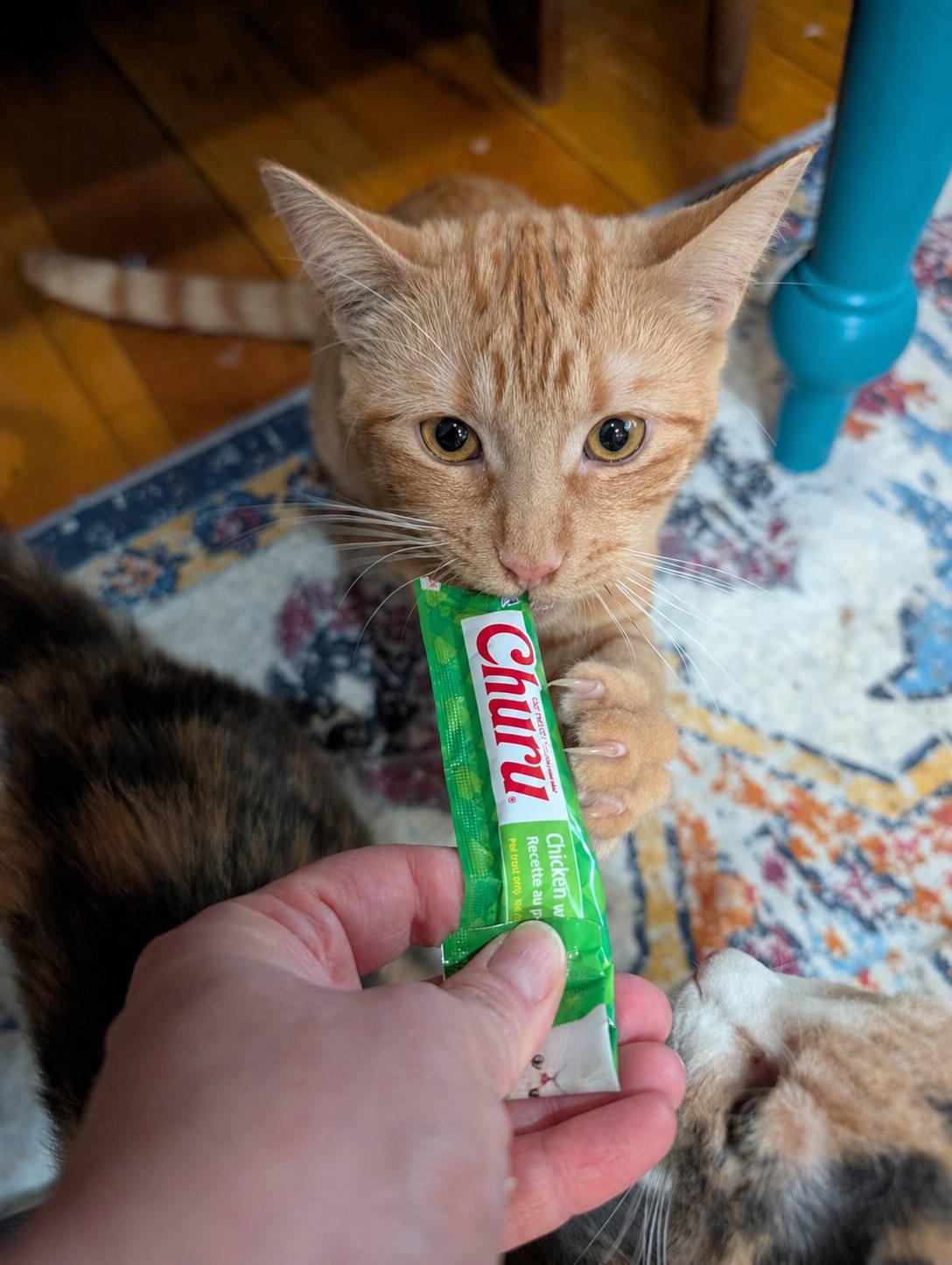 Enlarge Sweet Potato, a ADOPTABLE Domestic Short Hair in Mabank, TX image 3/4