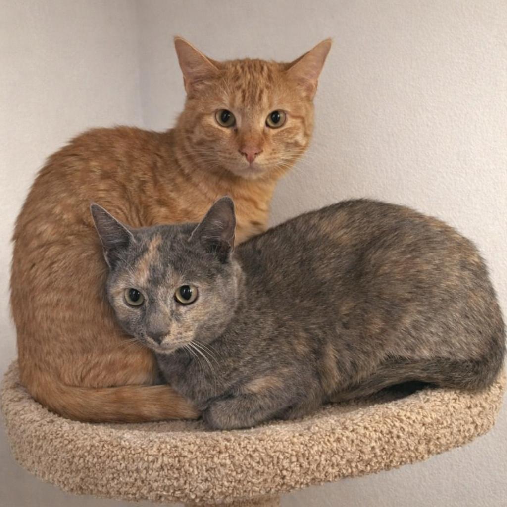 Sweet Potato, ADOPTABLE, Kitten Male Domestic Short Hair.