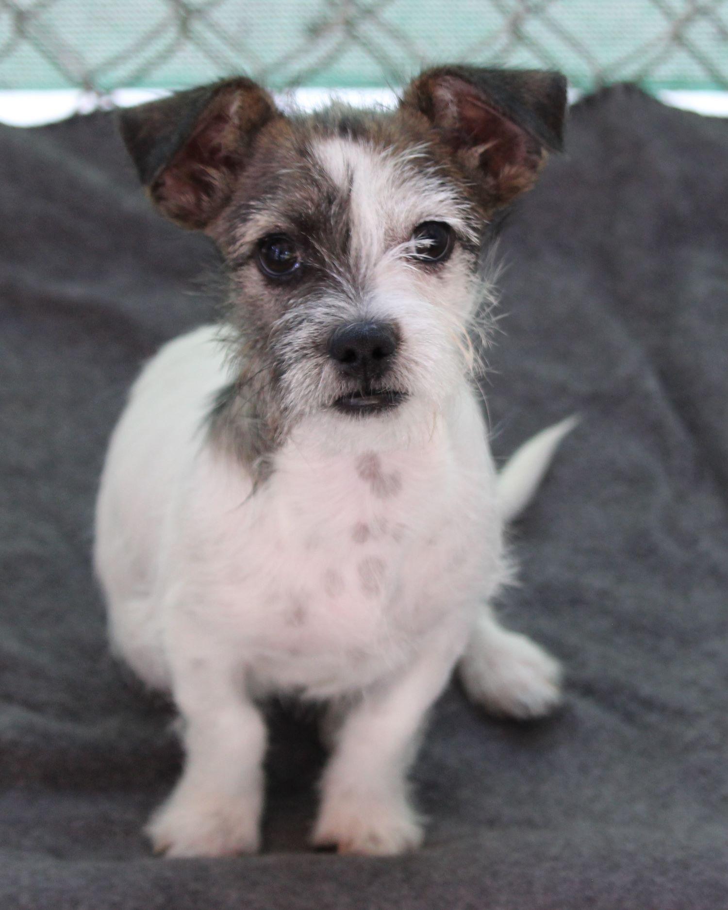 BABY DENVER photo 2