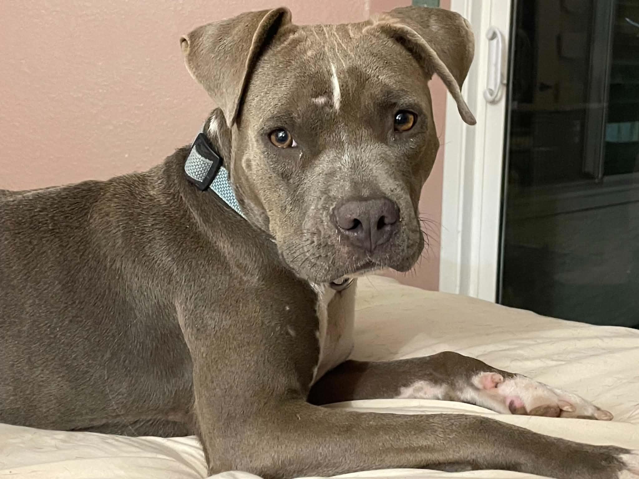 Madeline, Adoptable, Young Female Pit Bull Terrier.