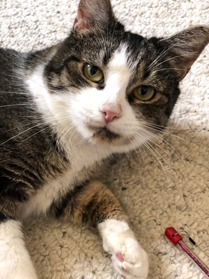 Serena, Adoptable, Young Female Domestic Short Hair & Domestic Short Hair.