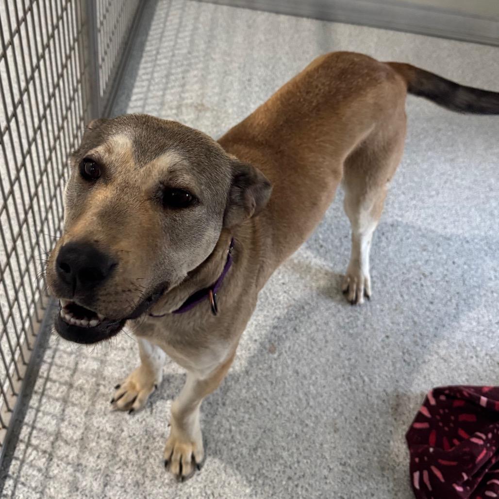 Rumi, Adoptable, Adult Female Labrador Retriever.