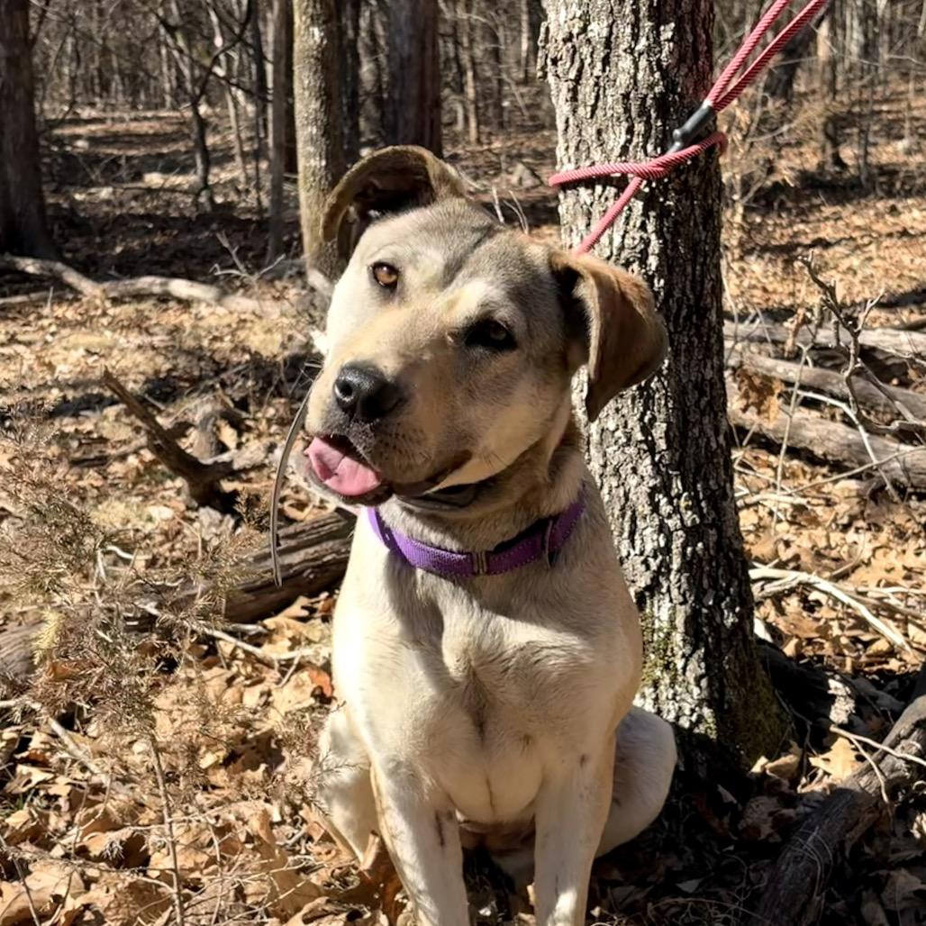 Enlarge Rumi, a Adoptable Labrador Retriever in Pineville, MO image 3/5