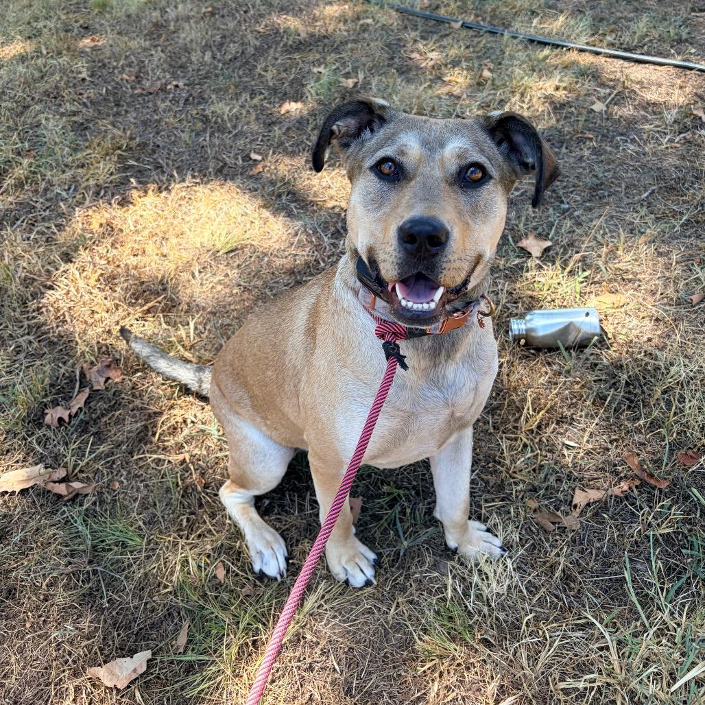 Enlarge Rumi, a Adoptable Labrador Retriever in Pineville, MO image 6/6
