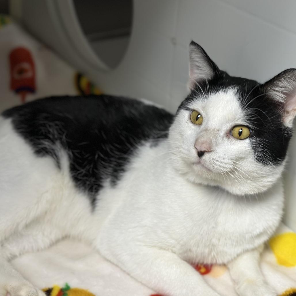 Dorian, Adoptable, Adult Male Domestic Short Hair.