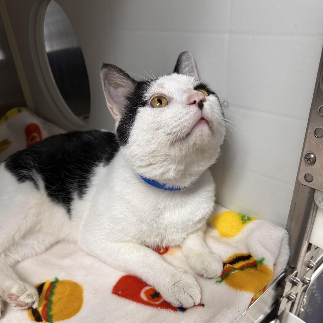 Dorian, a Adoptable Domestic Short Hair in Auburn, AL image 2/5