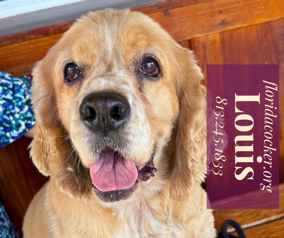 Enlarge Louis, a Adoptable Cocker Spaniel in Land O Lakes, FL image 1/1