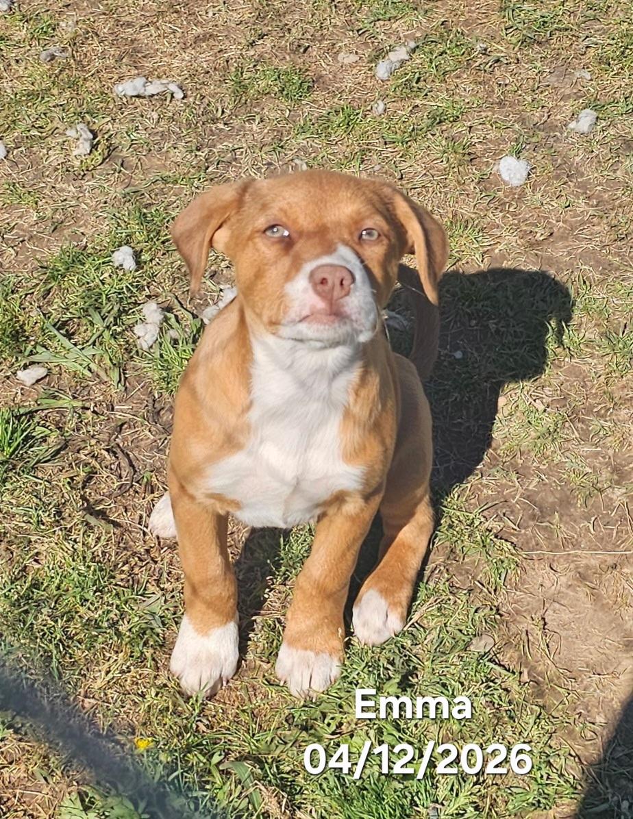 Emma, an adopted mixed breed in Warren, RI image 6/6
