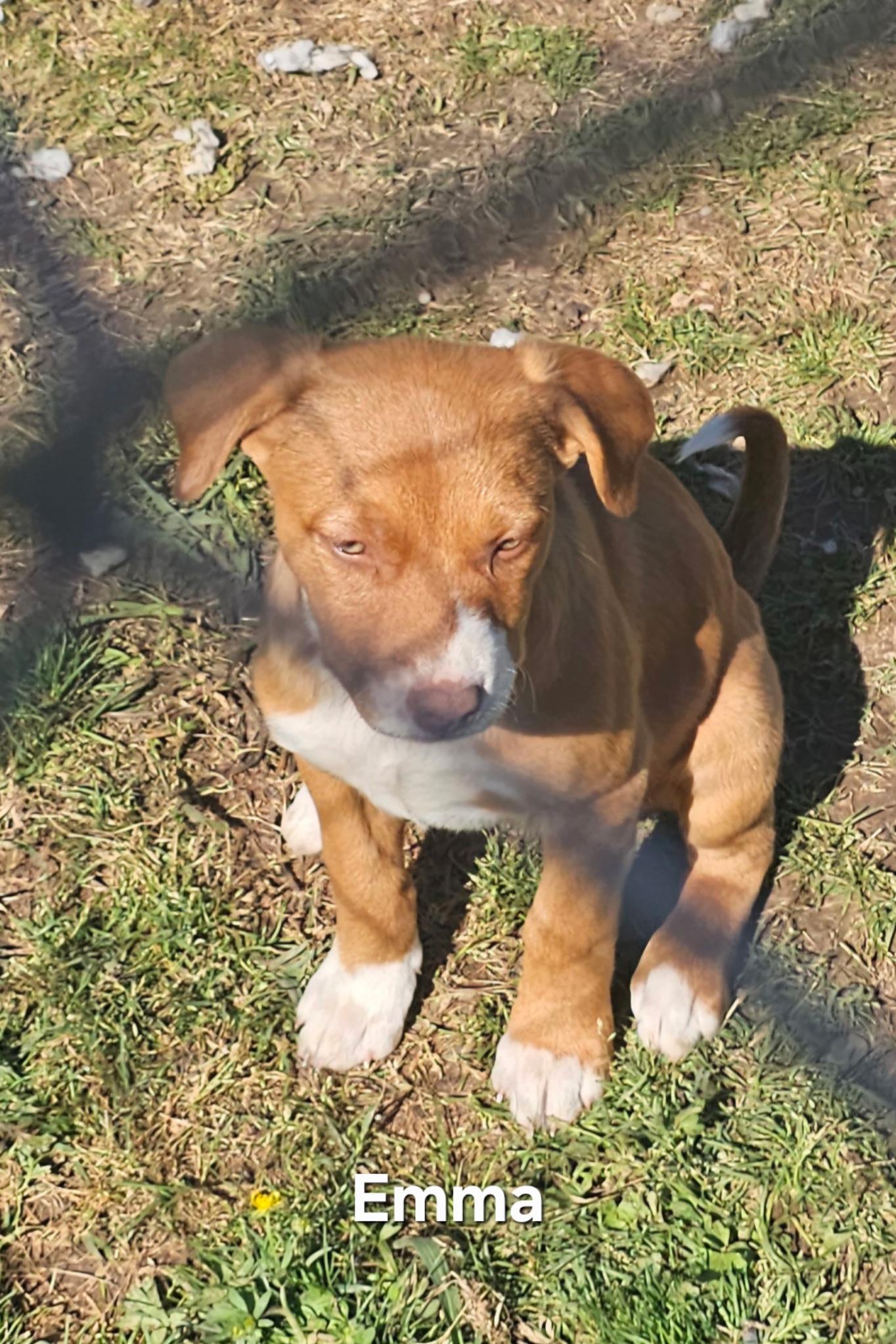 Emma, an adopted mixed breed in Warren, RI image 5/6