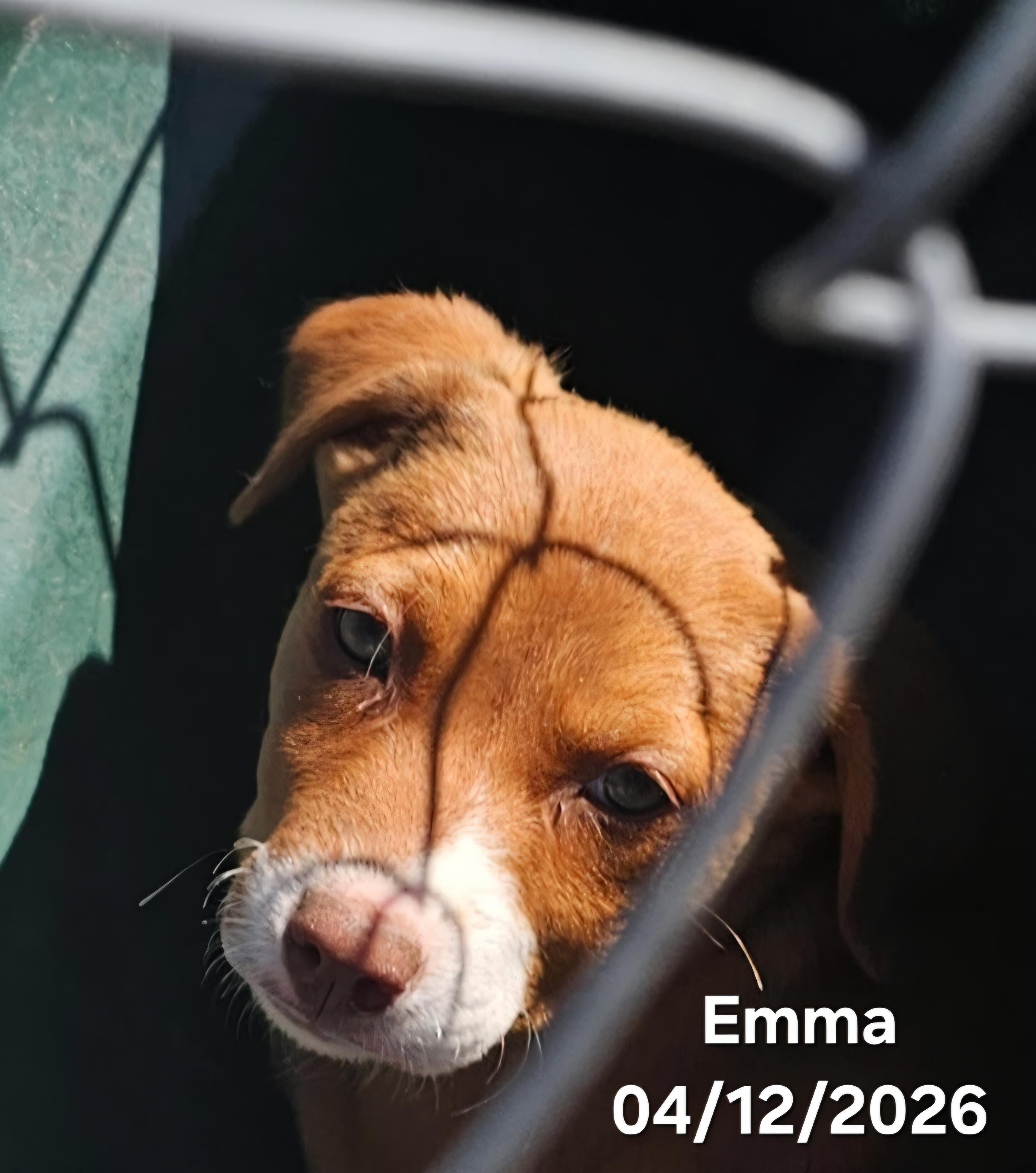 Emma, an adopted mixed breed in Warren, RI image 2/6