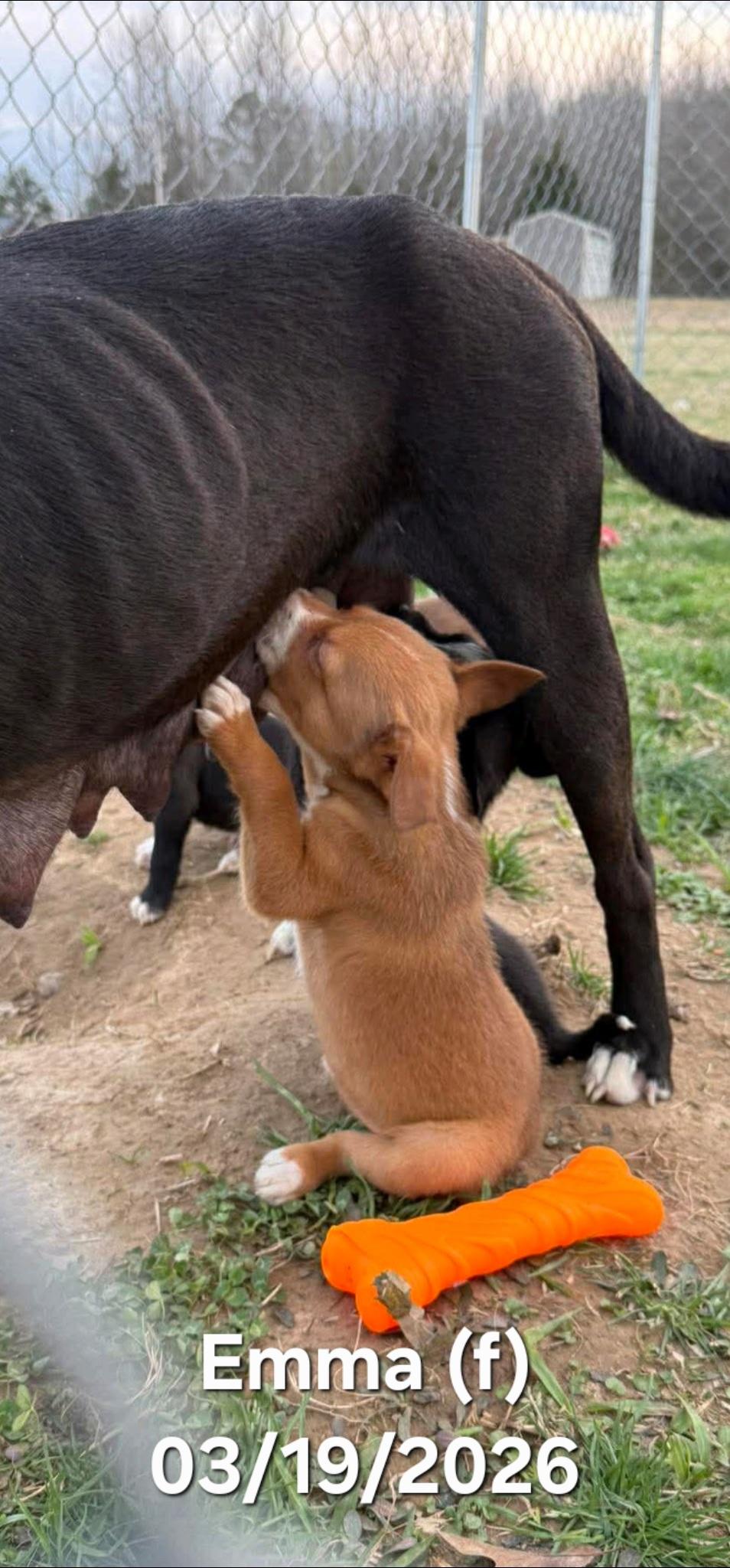 Emma, a ADOPTABLE mixed breed in Warren, RI image 2/2