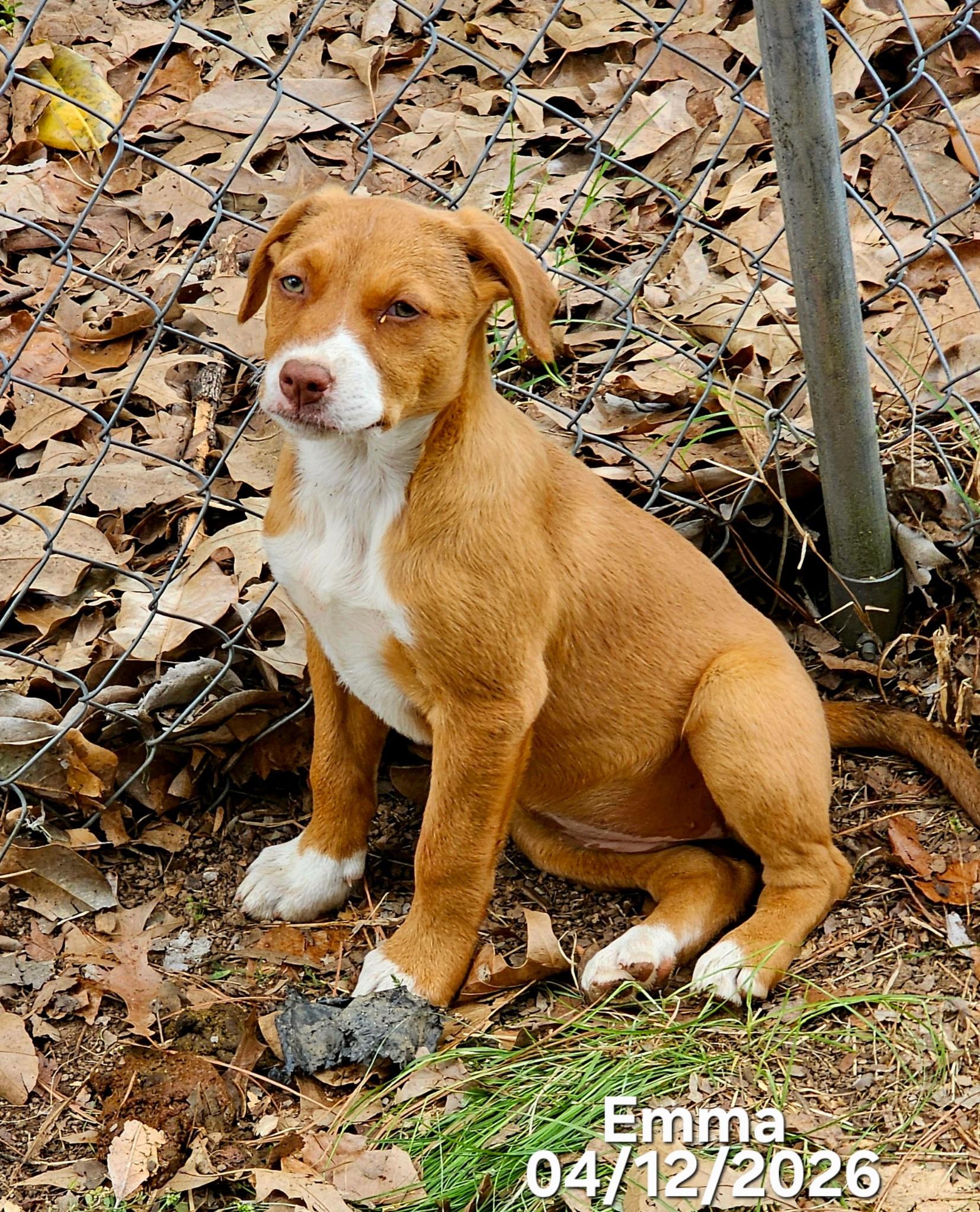 Emma, adopted, Puppy Female Border Collie & Labrador Retriever.
