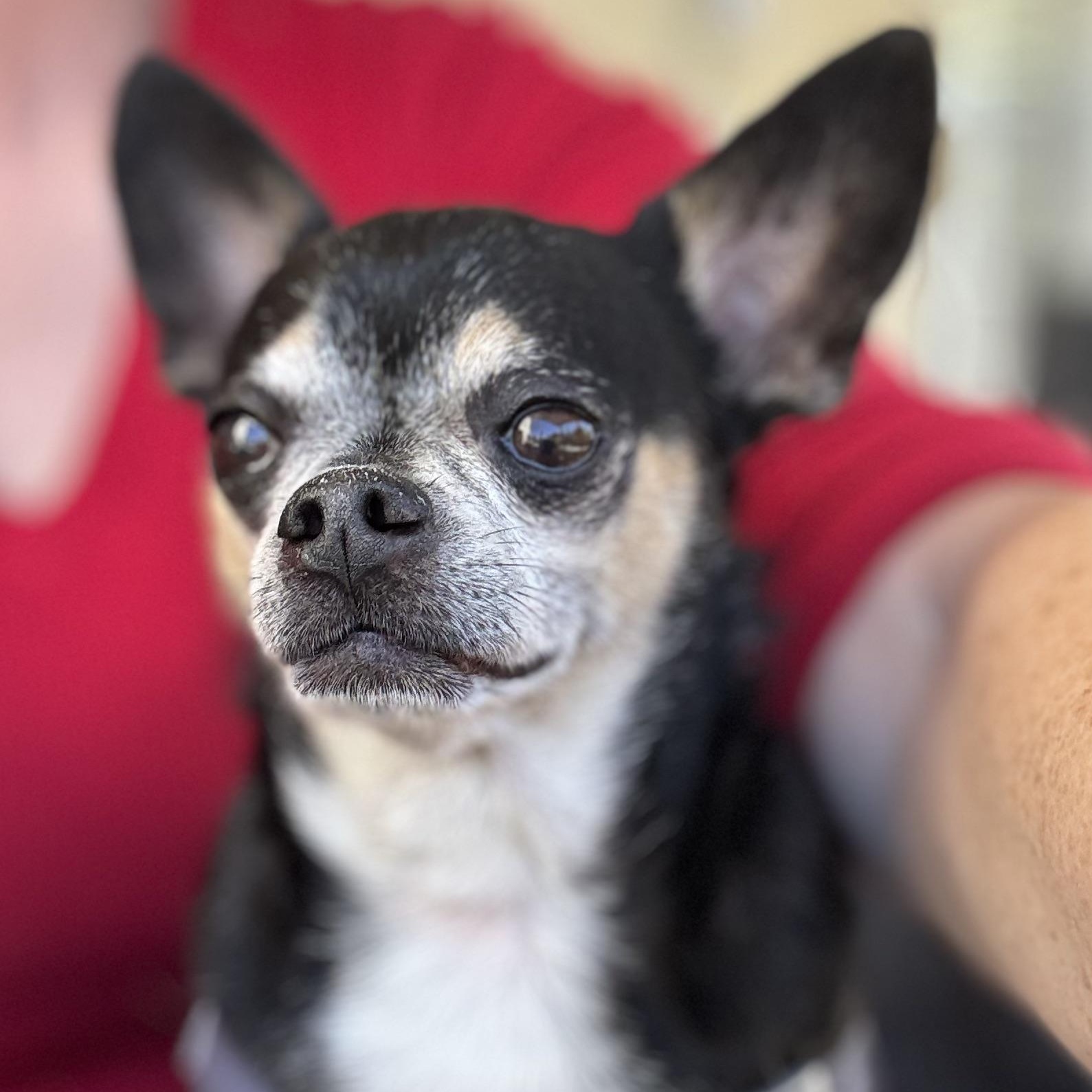 Enlarge Mr. Nugget Axl, a ADOPTABLE Chihuahua in Ridgefield, WA image 1/6