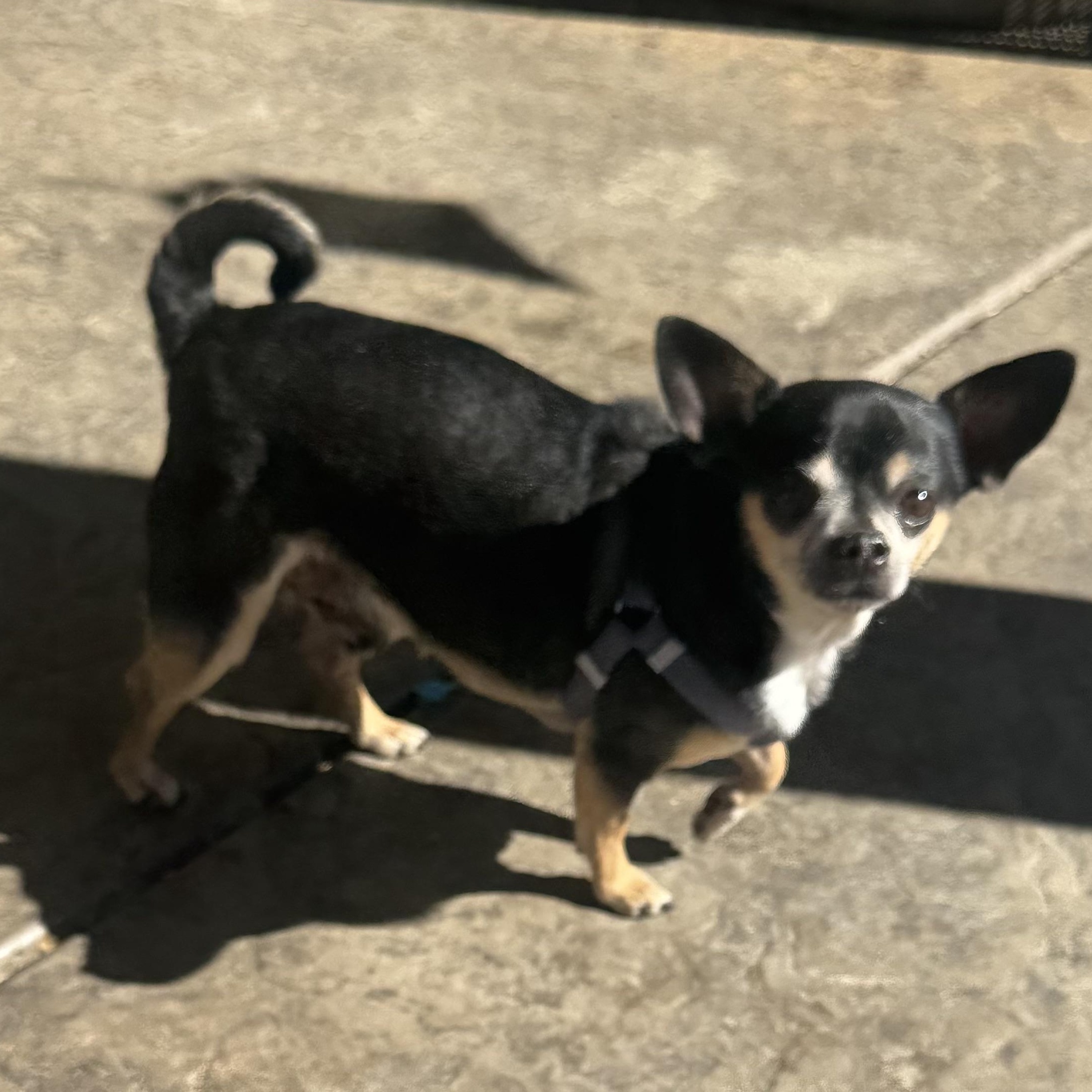 Enlarge Mr. Nugget Axl, a ADOPTABLE Chihuahua in Ridgefield, WA image 2/6