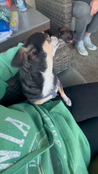 Enlarge Mr. Nugget Axl, a ADOPTABLE Chihuahua in Ridgefield, WA video 6/6