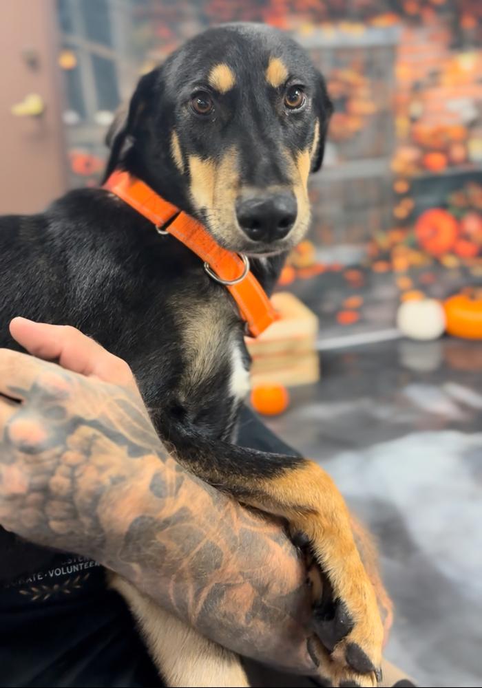 Dory, Adoptable, Young Female Doberman Pinscher.