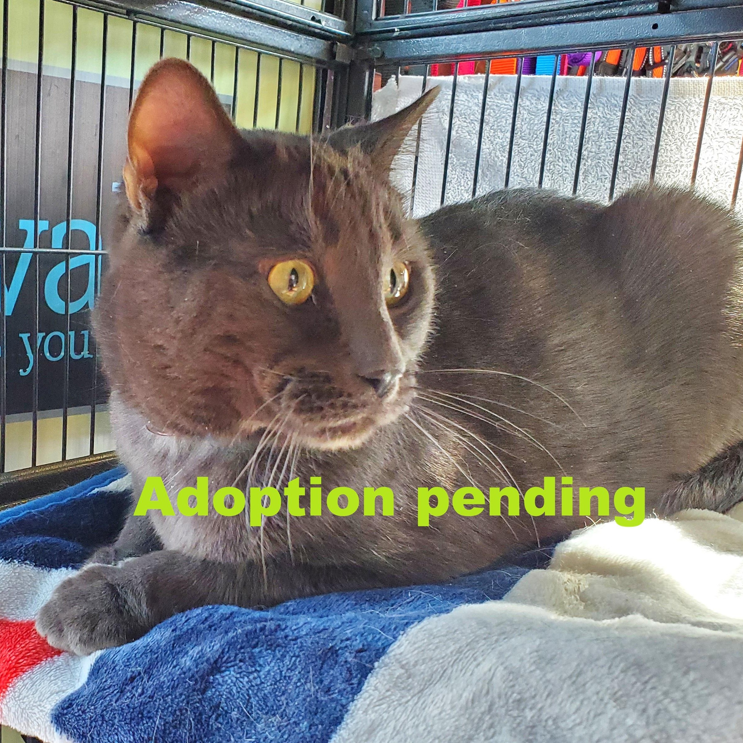 Enlarge Shadow, an adopted Domestic Short Hair in Guelph, ON image 1/3