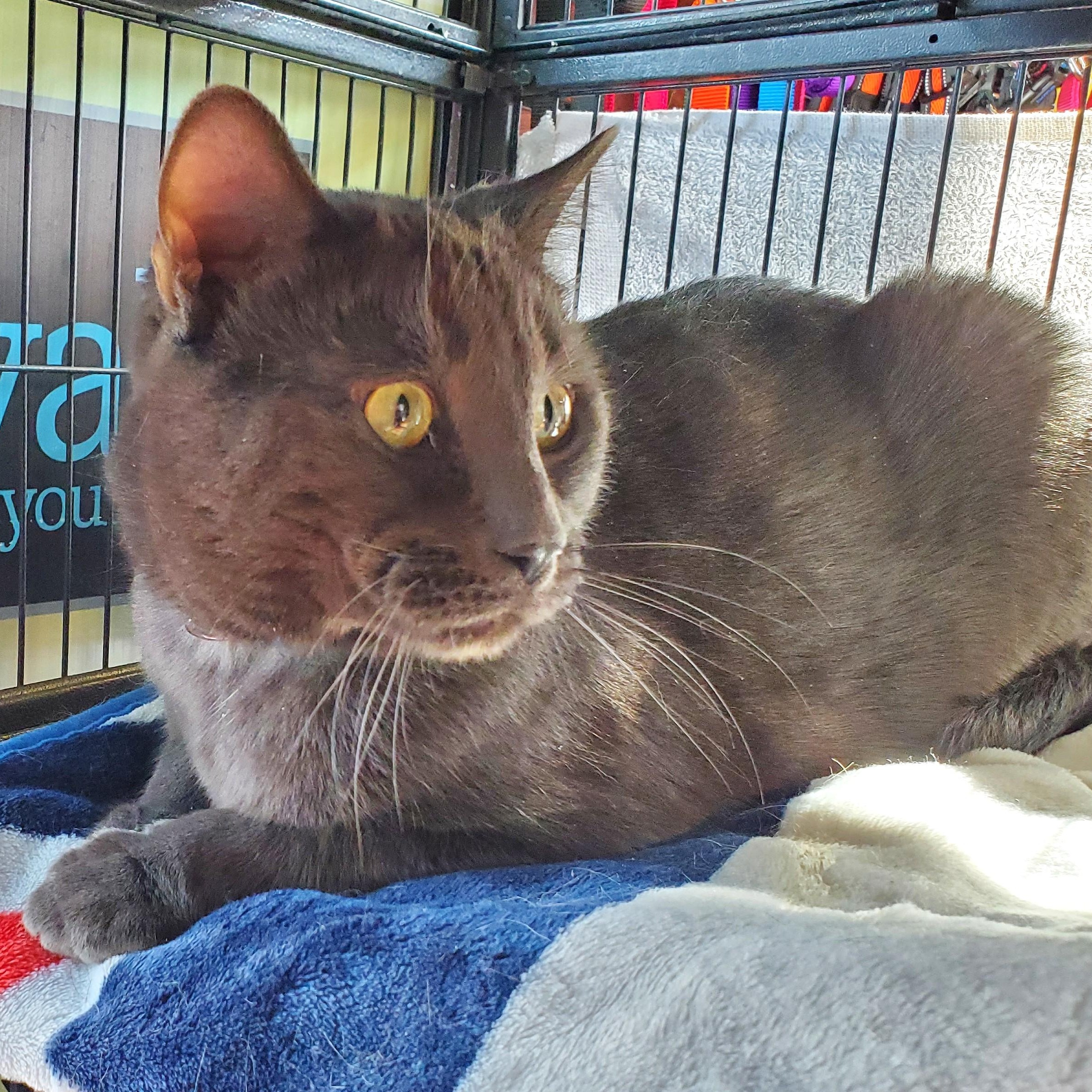 Enlarge Shadow, an adopted Domestic Short Hair in Guelph, ON image 2/3