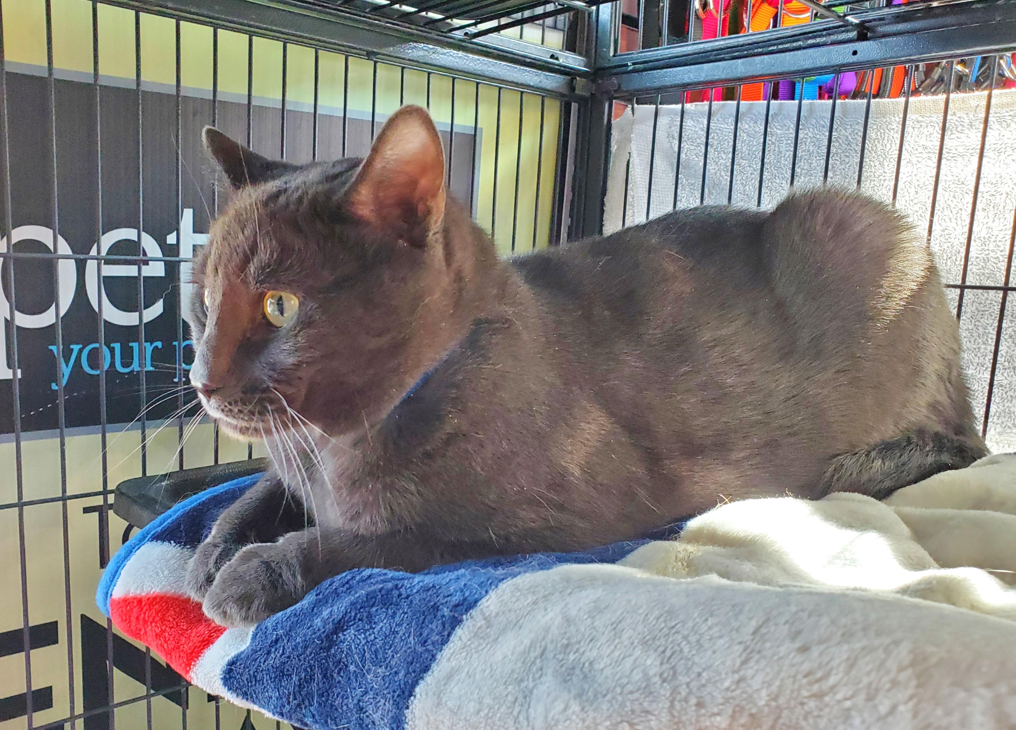 Enlarge Shadow, an adopted Domestic Short Hair in Guelph, ON image 3/3