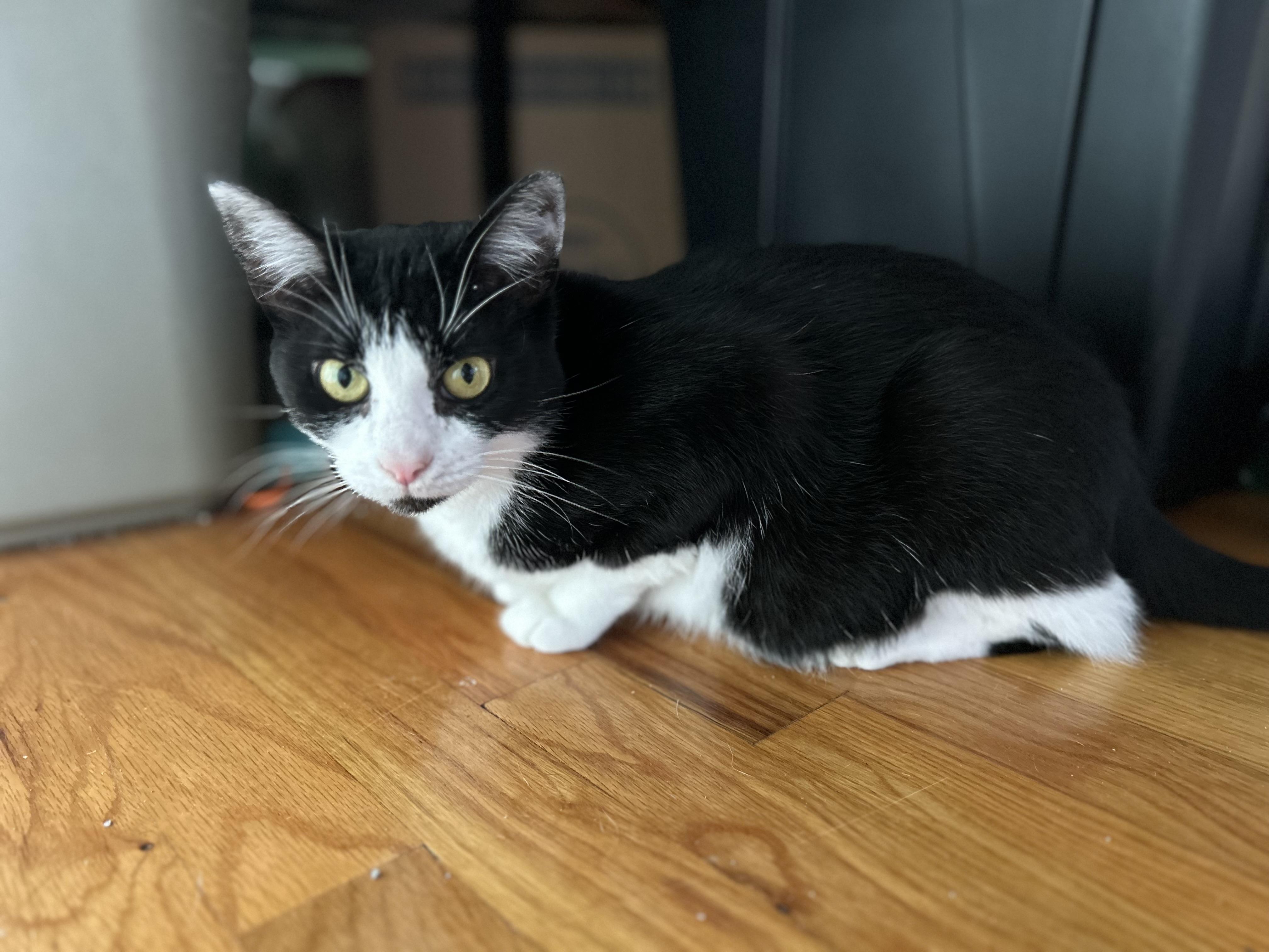 Enlarge Francine, a Adoptable Domestic Short Hair in Belmont, NC image 2/6