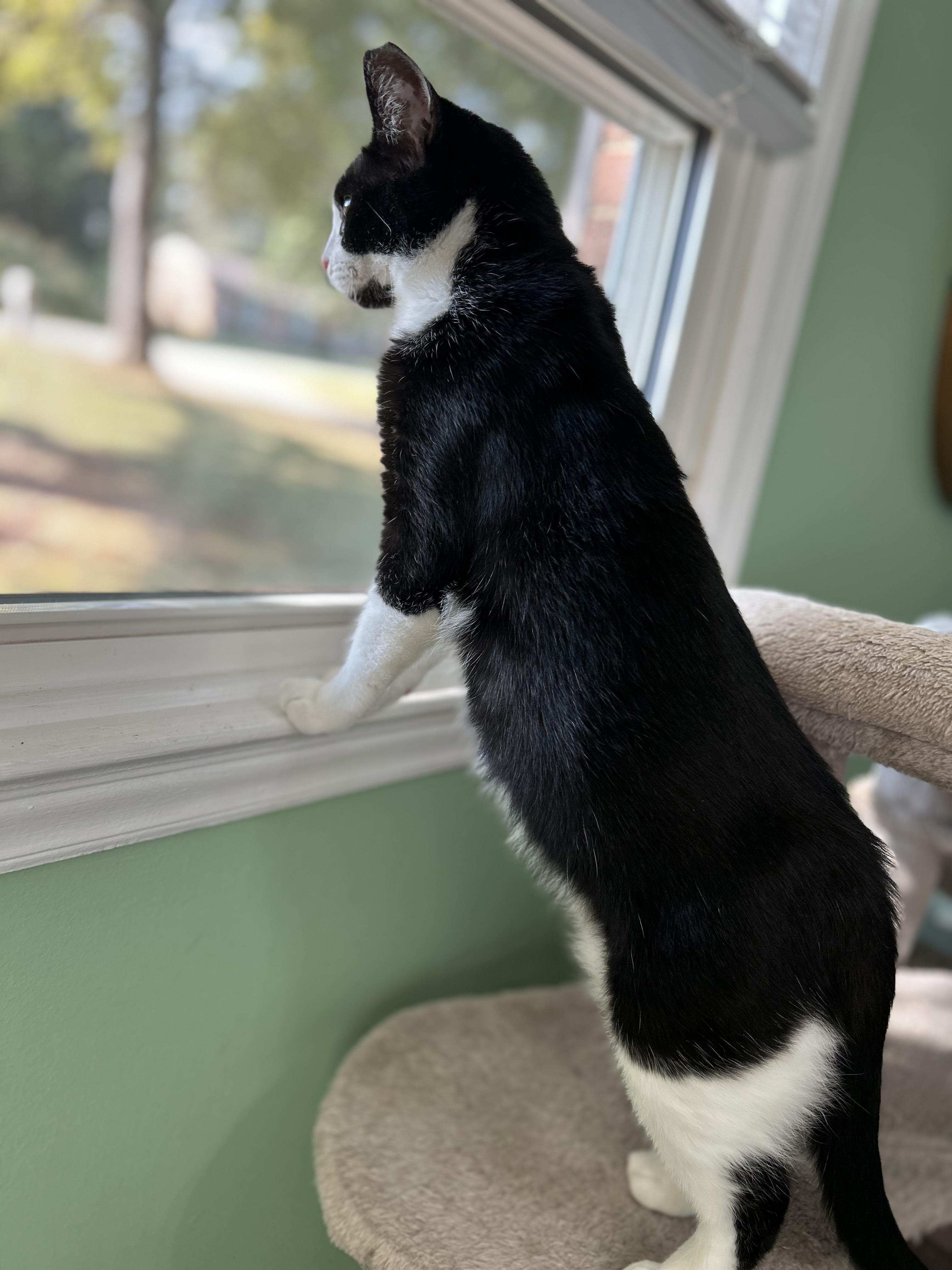 Enlarge Francine, a Adoptable Domestic Short Hair in Belmont, NC image 4/6
