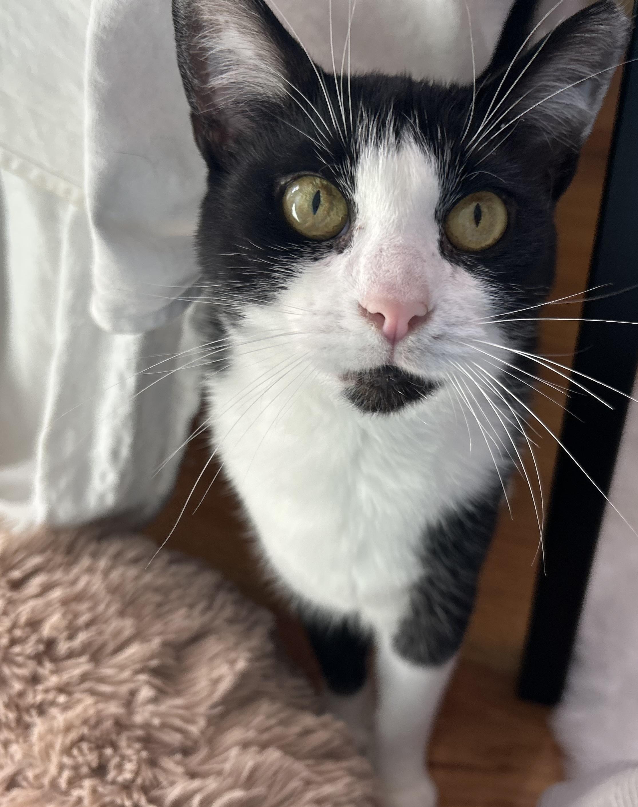 Enlarge Francine, a Adoptable Domestic Short Hair in Belmont, NC image 6/6