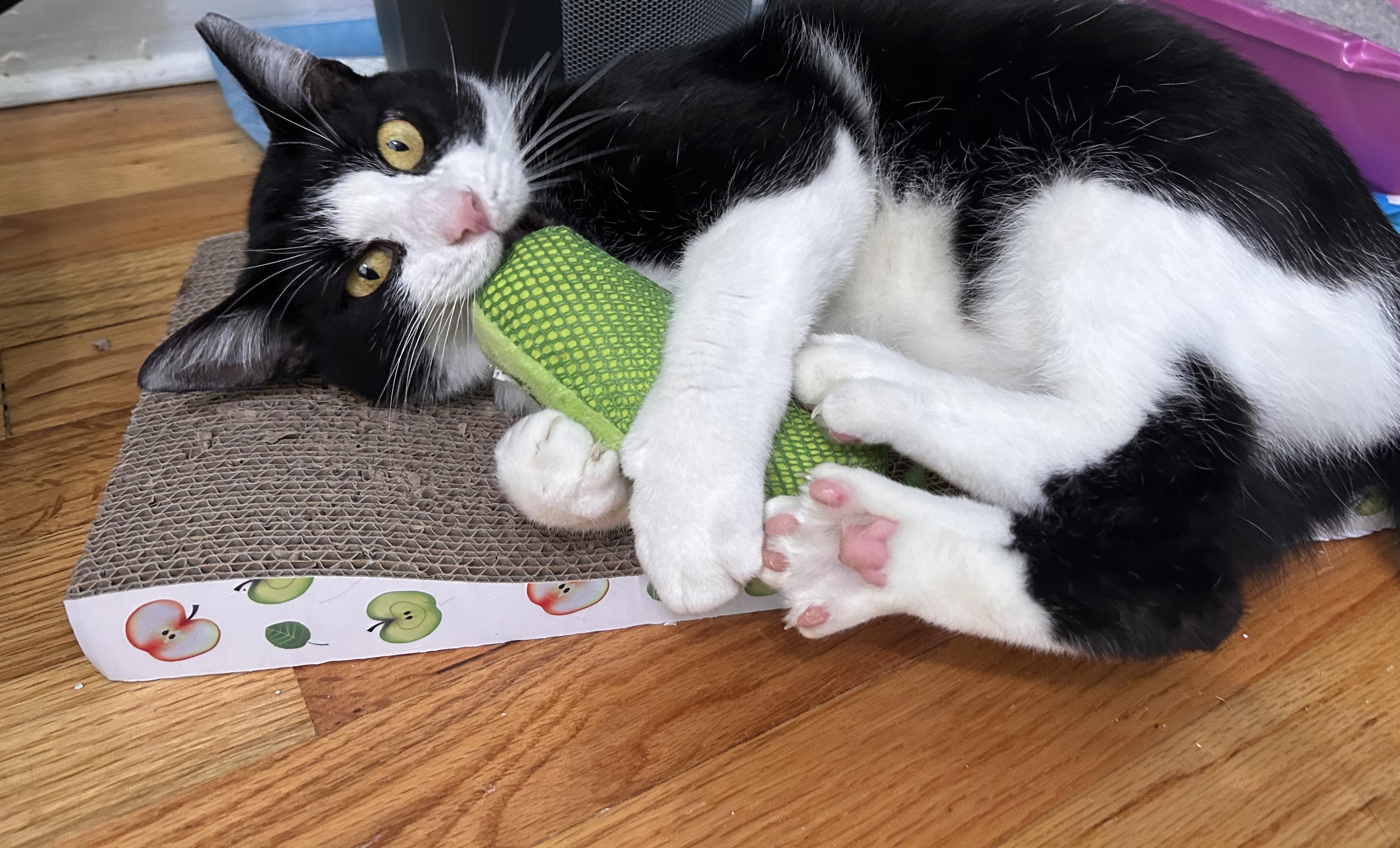 Enlarge Francine, a Adoptable Domestic Short Hair in Belmont, NC image 3/6