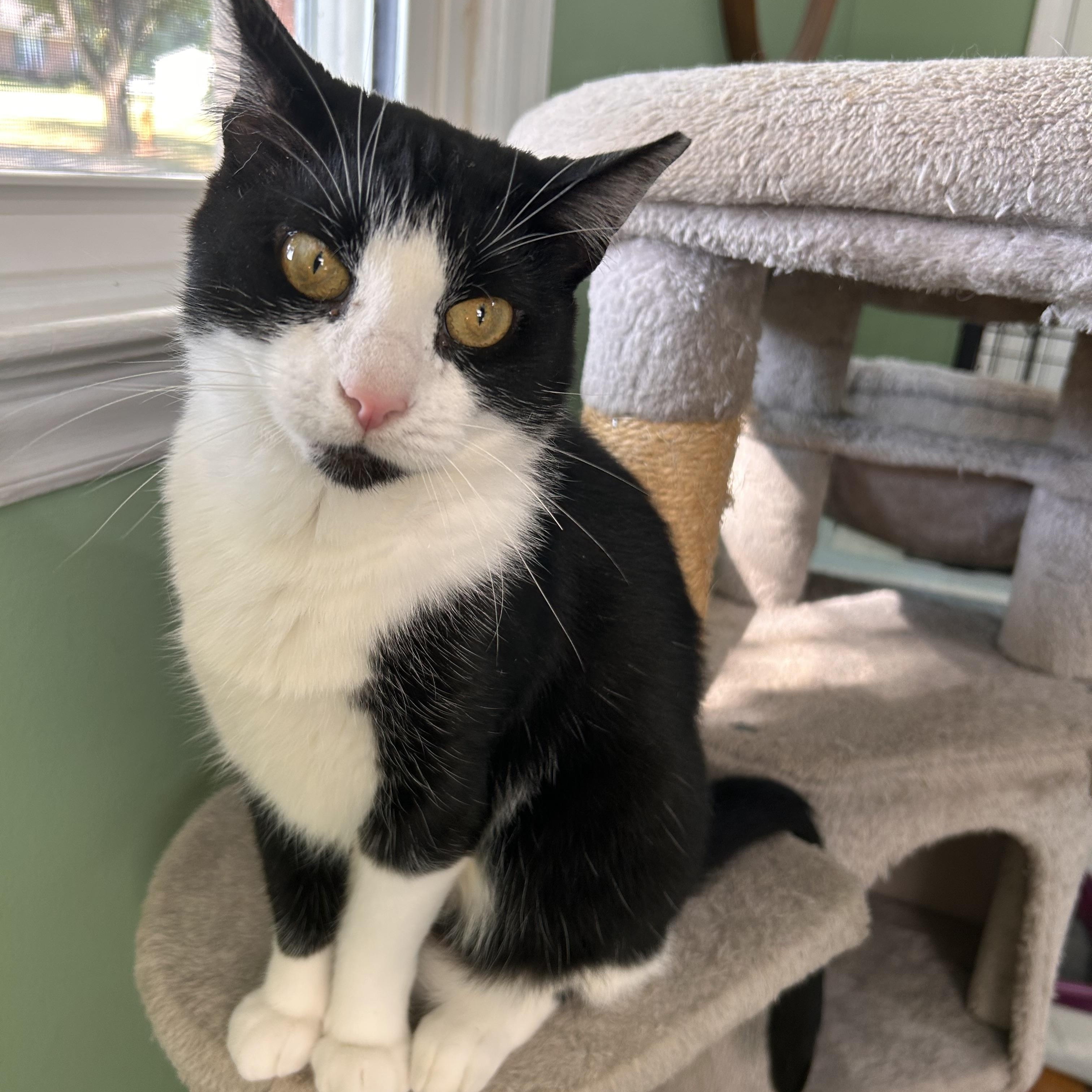 Enlarge Francine, a Adoptable Domestic Short Hair in Belmont, NC image 1/6