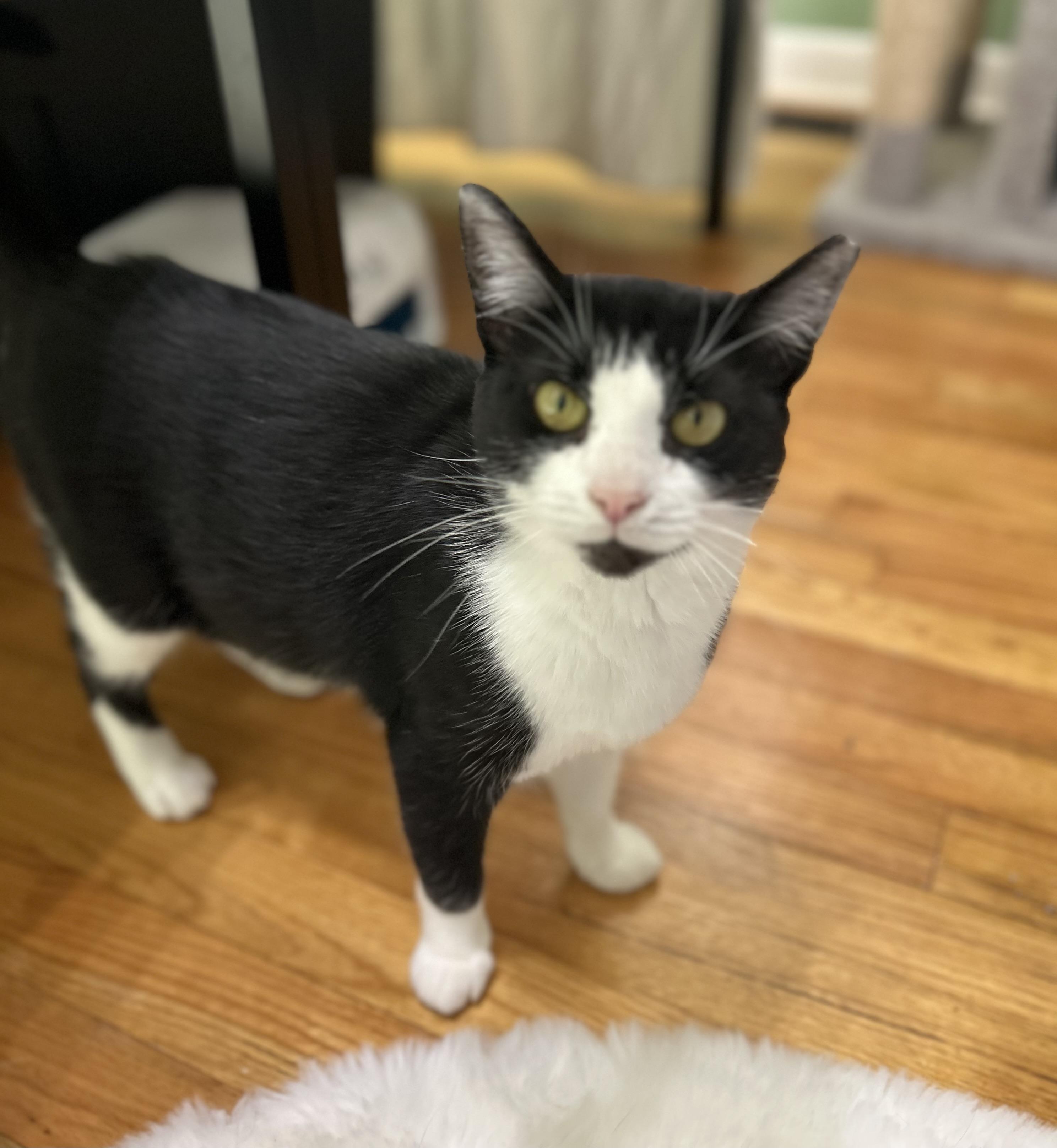 Enlarge Francine, a Adoptable Domestic Short Hair in Belmont, NC image 5/6